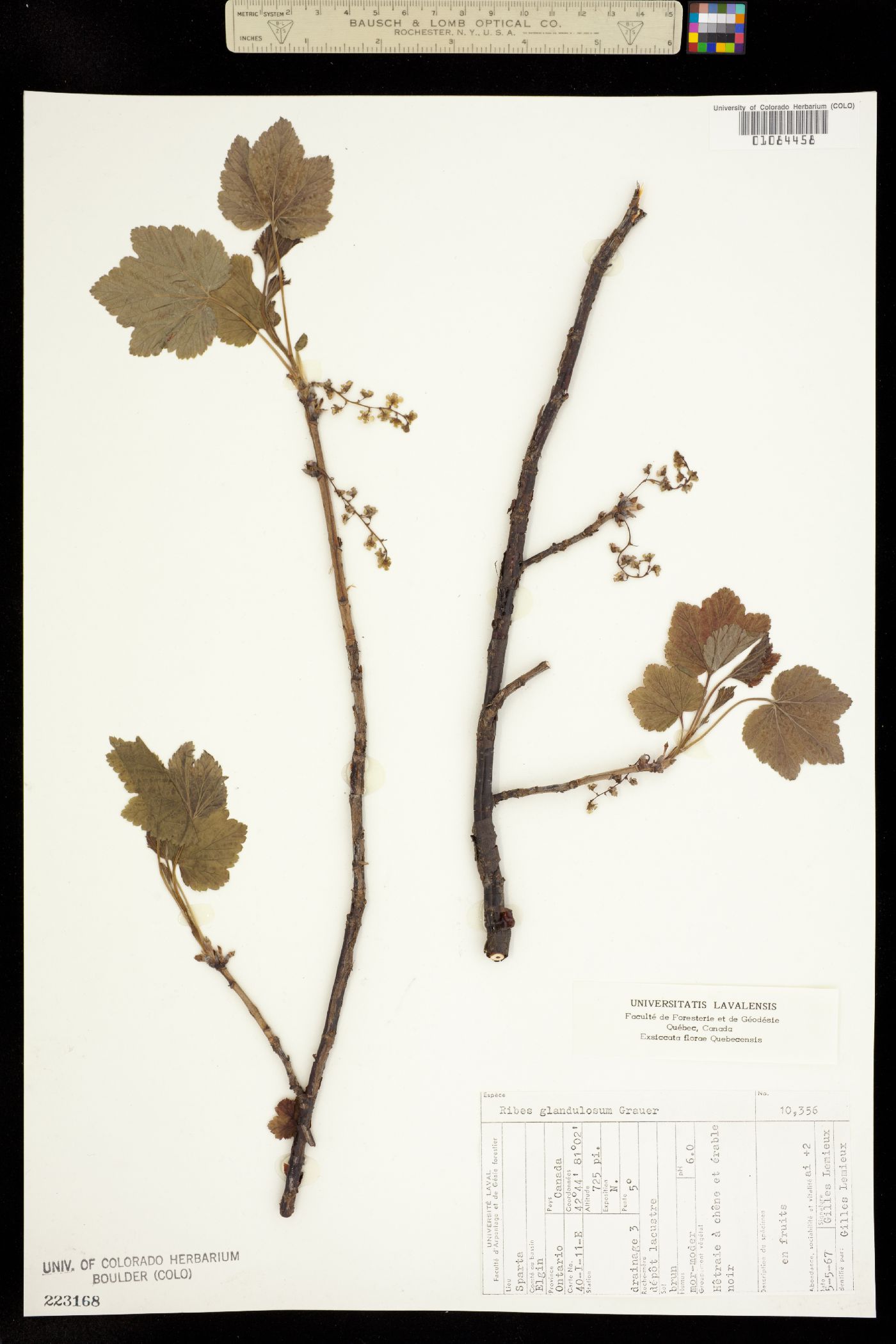Ribes glandulosum image