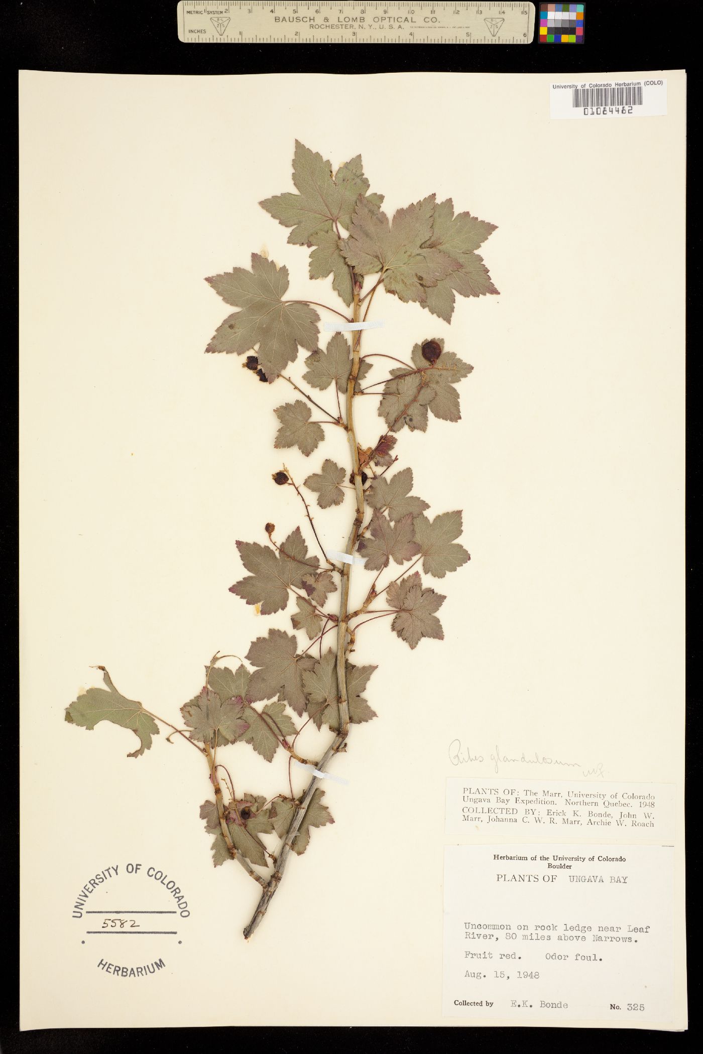 Ribes glandulosum image