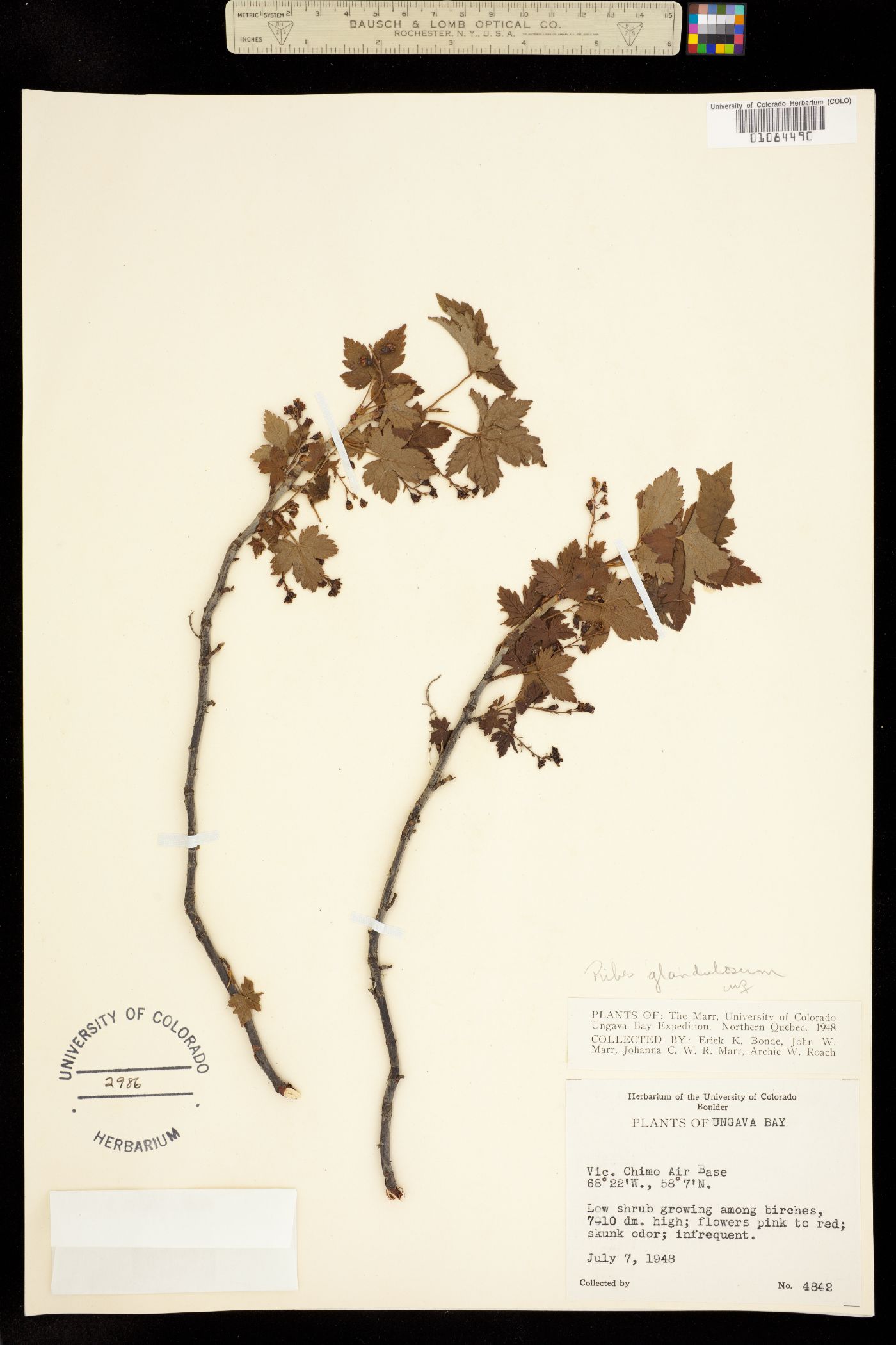 Ribes glandulosum image
