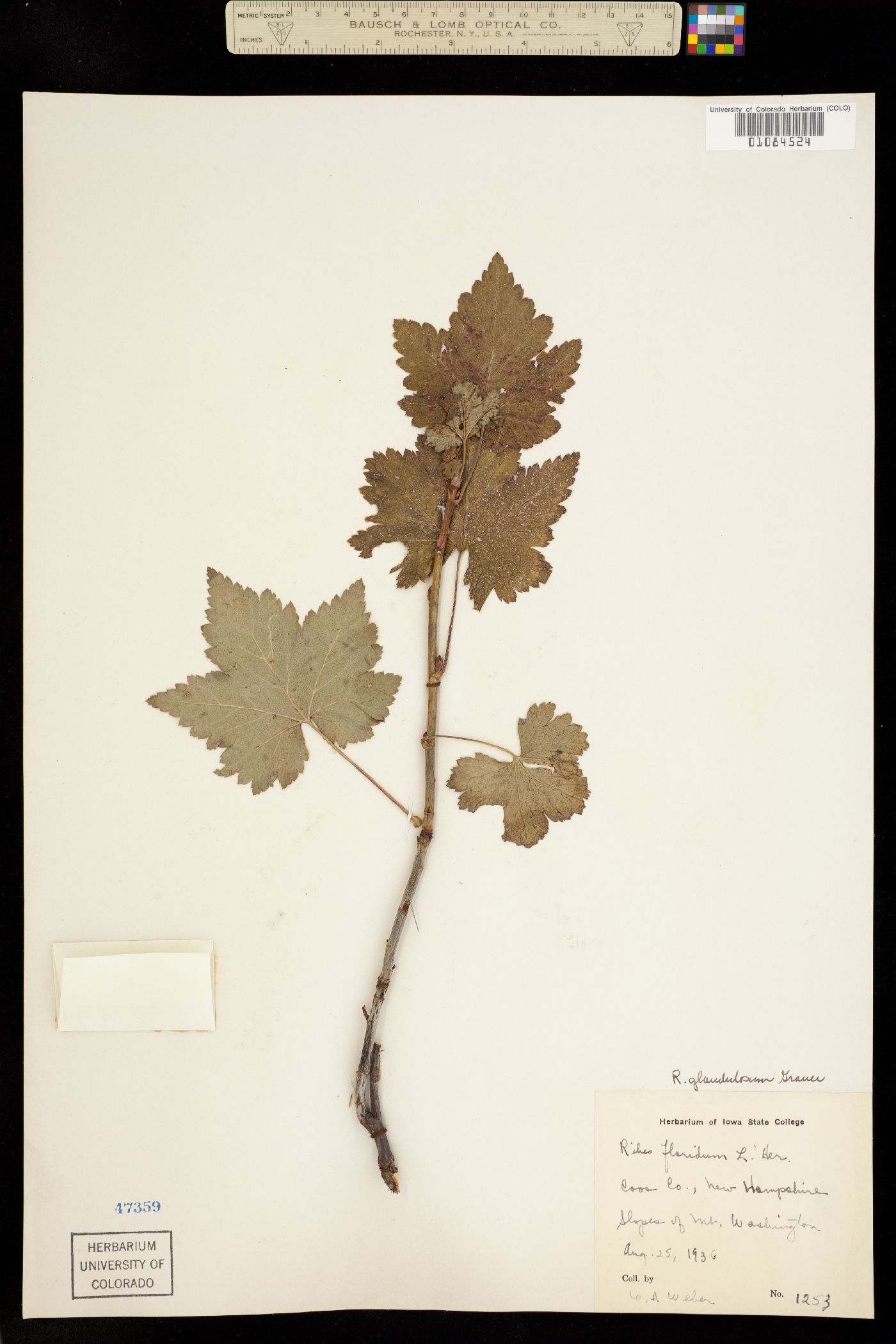 Ribes glandulosum image