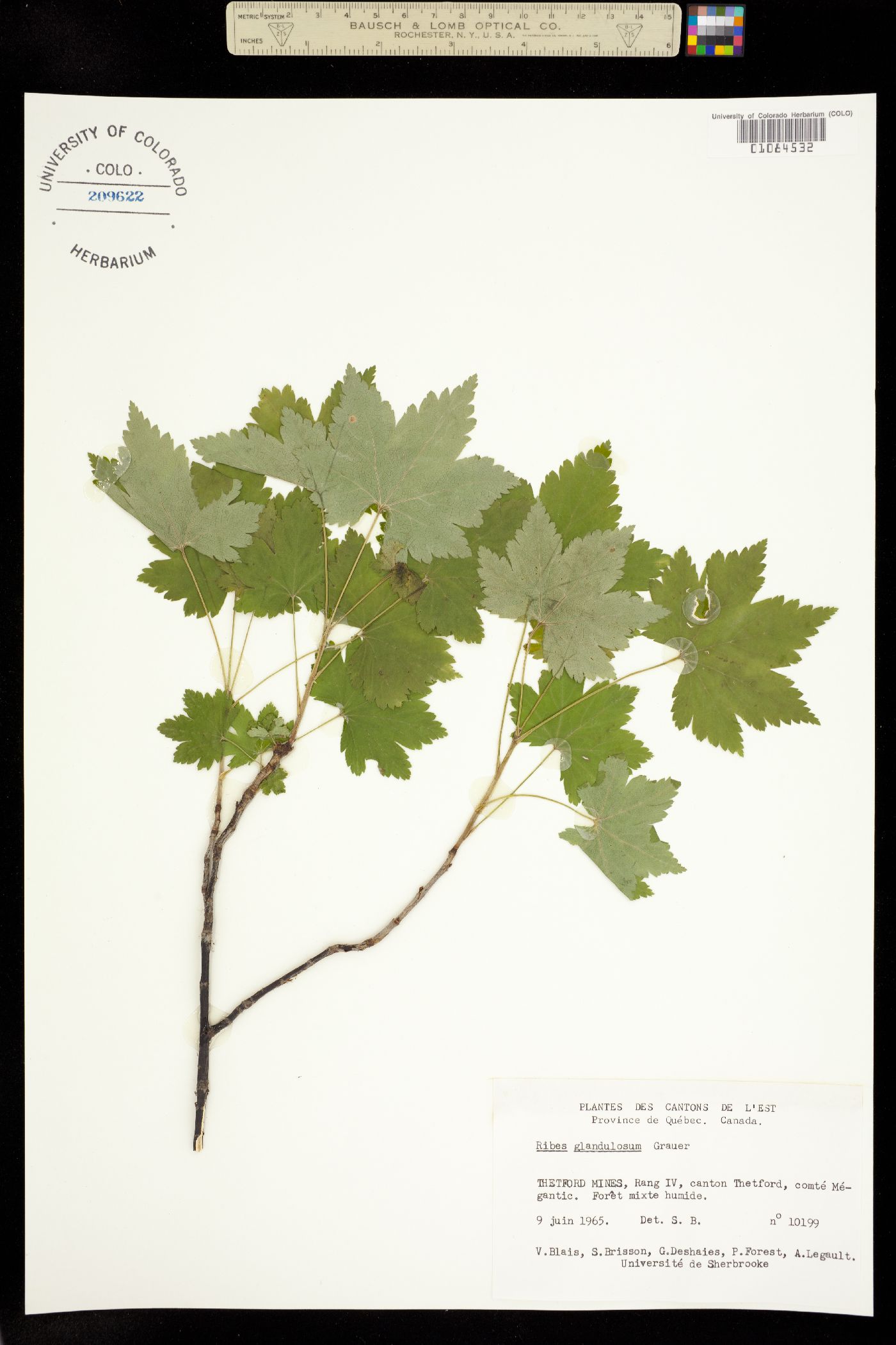 Grossulariaceae image