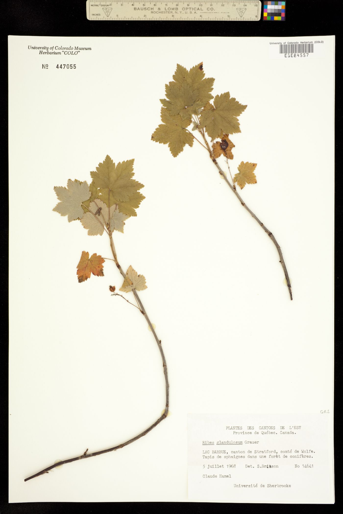 Ribes glandulosum image