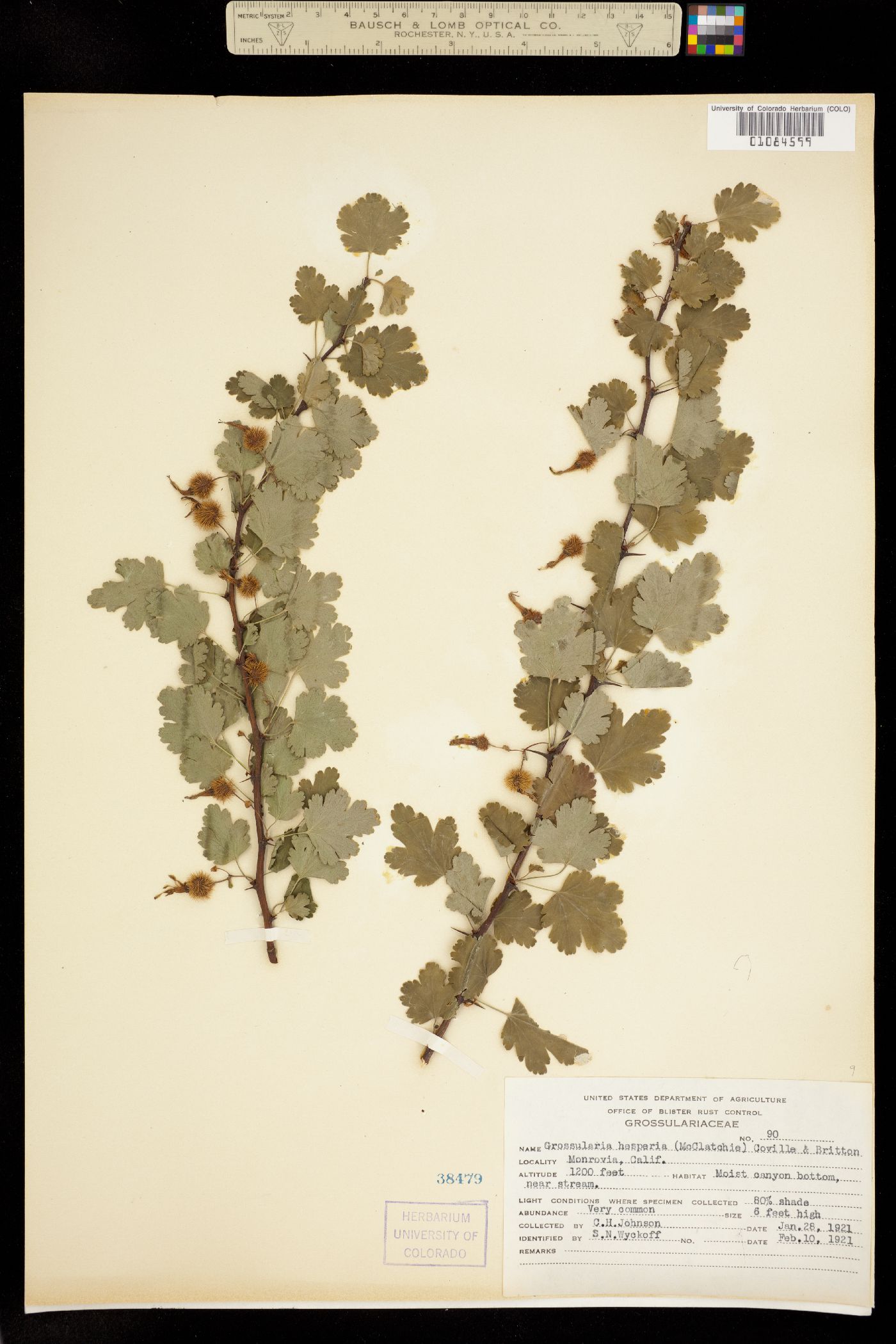 Ribes californicum image