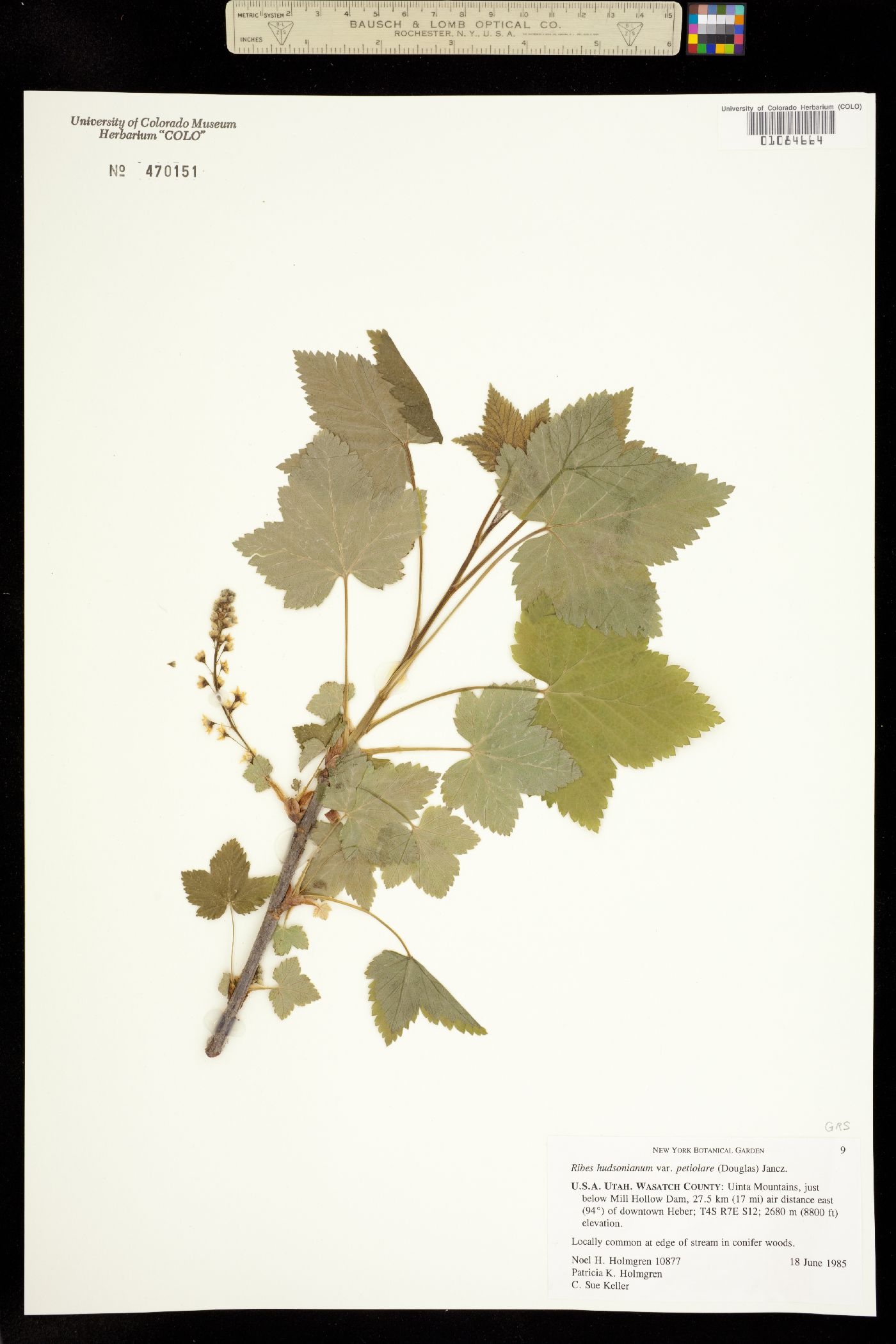 Ribes hudsonianum image