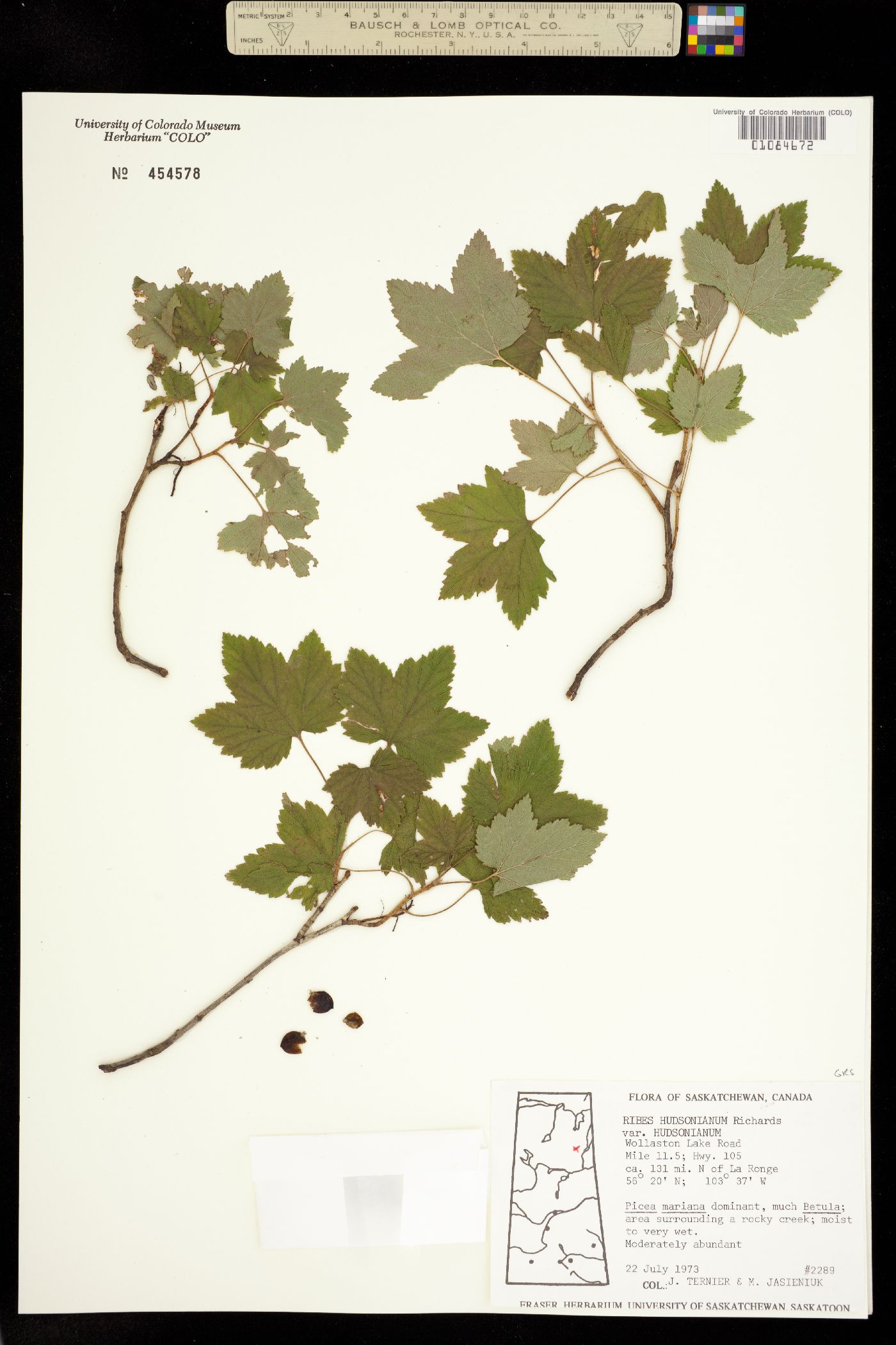 Ribes hudsonianum image