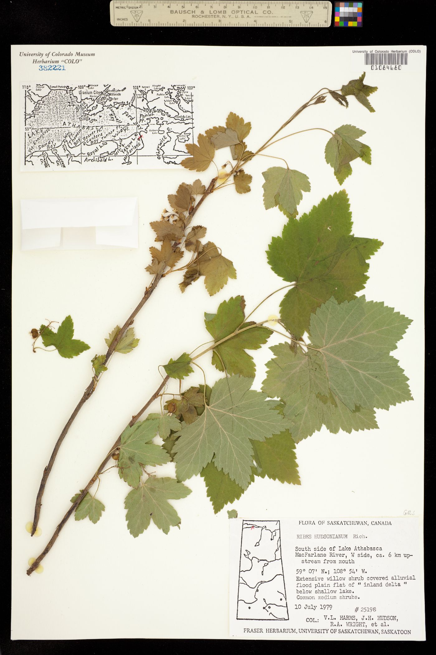 Ribes hudsonianum image