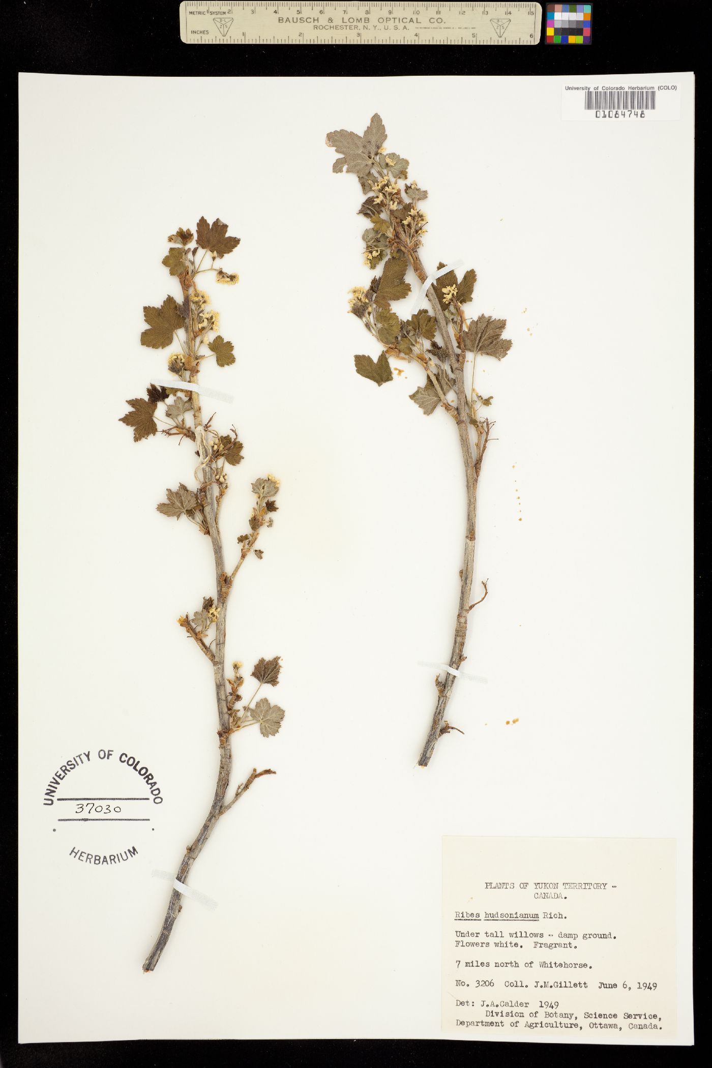 Ribes hudsonianum image