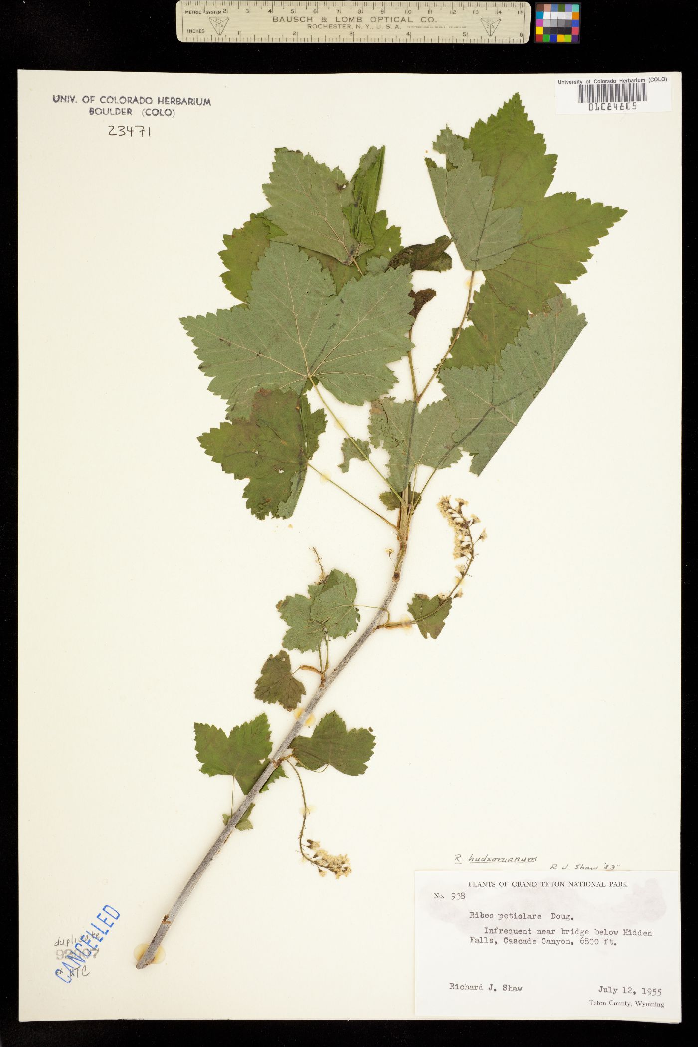 Ribes hudsonianum image