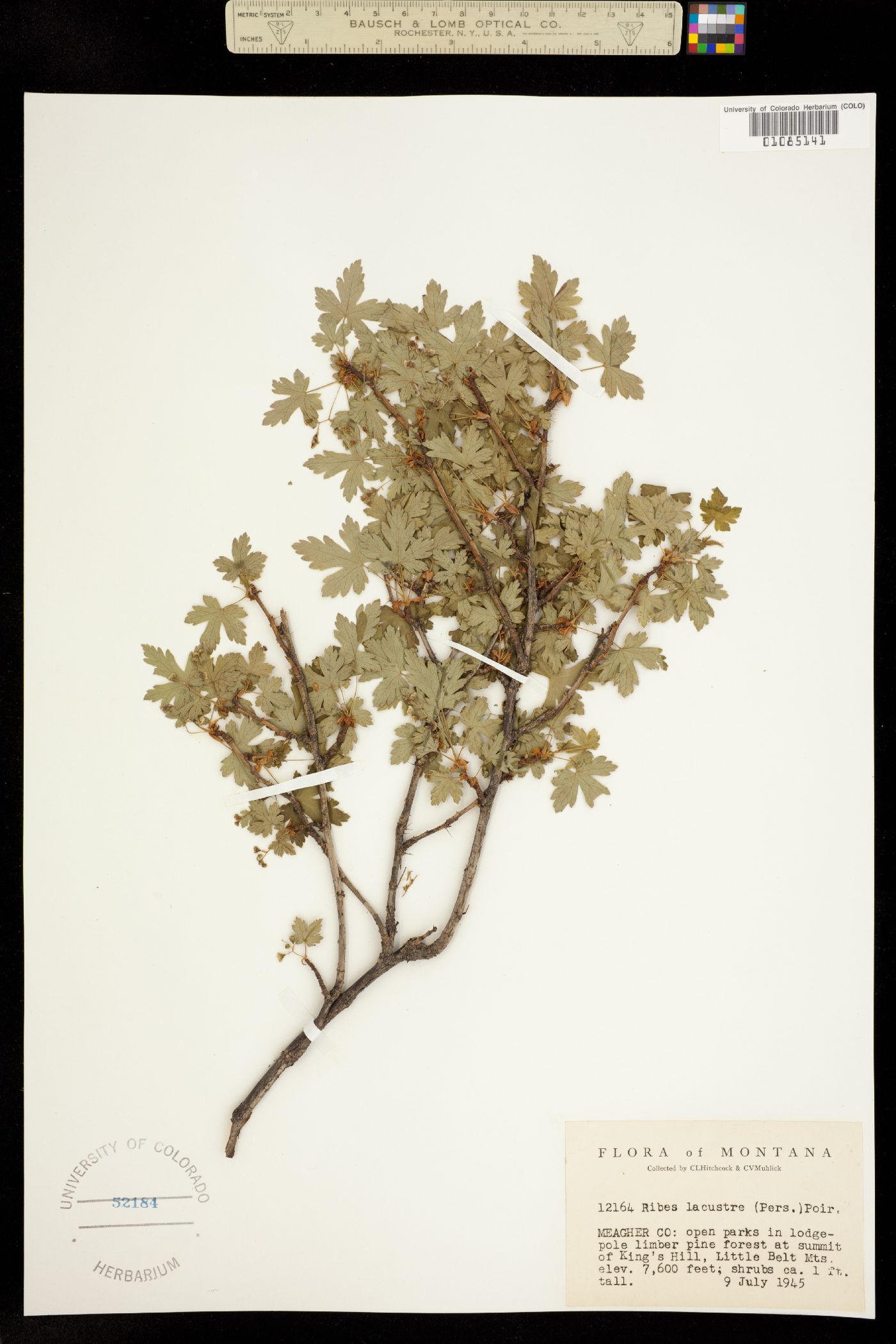 Ribes lacustre image