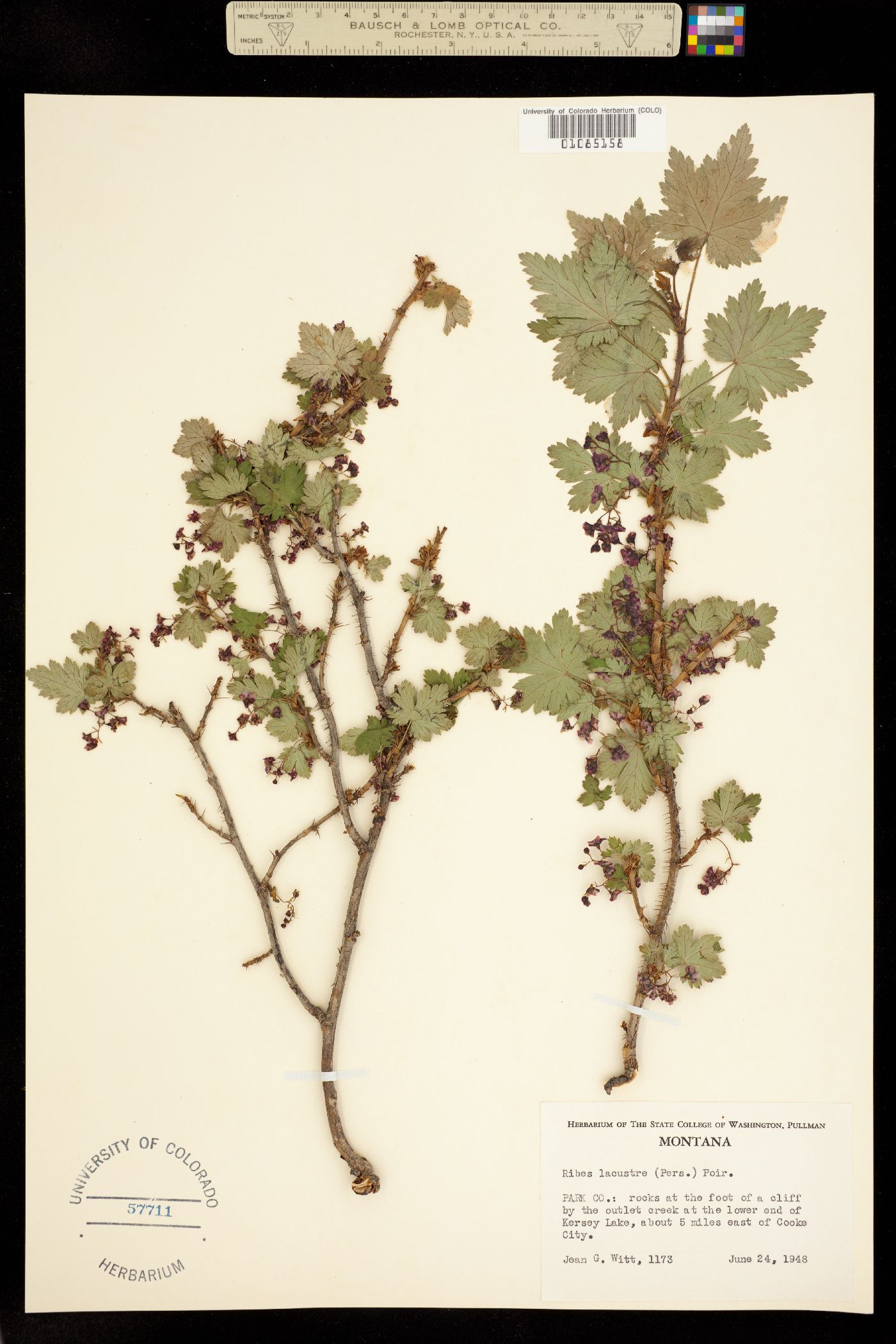 Ribes lacustre image