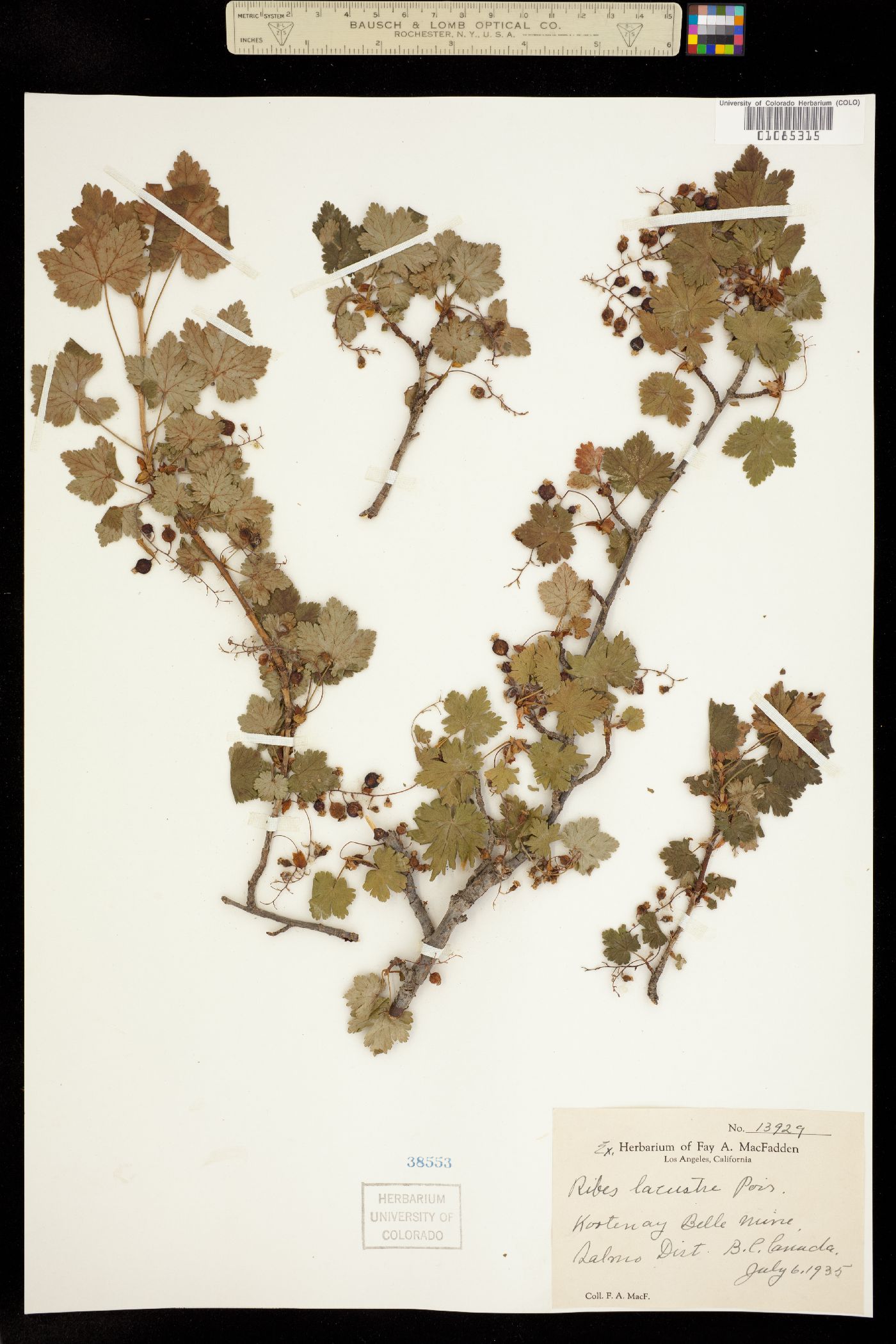 Ribes lacustre image
