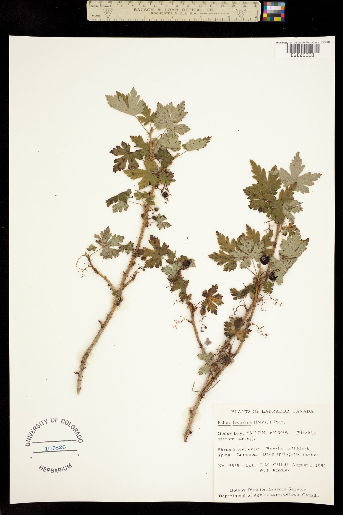 Ribes lacustre image