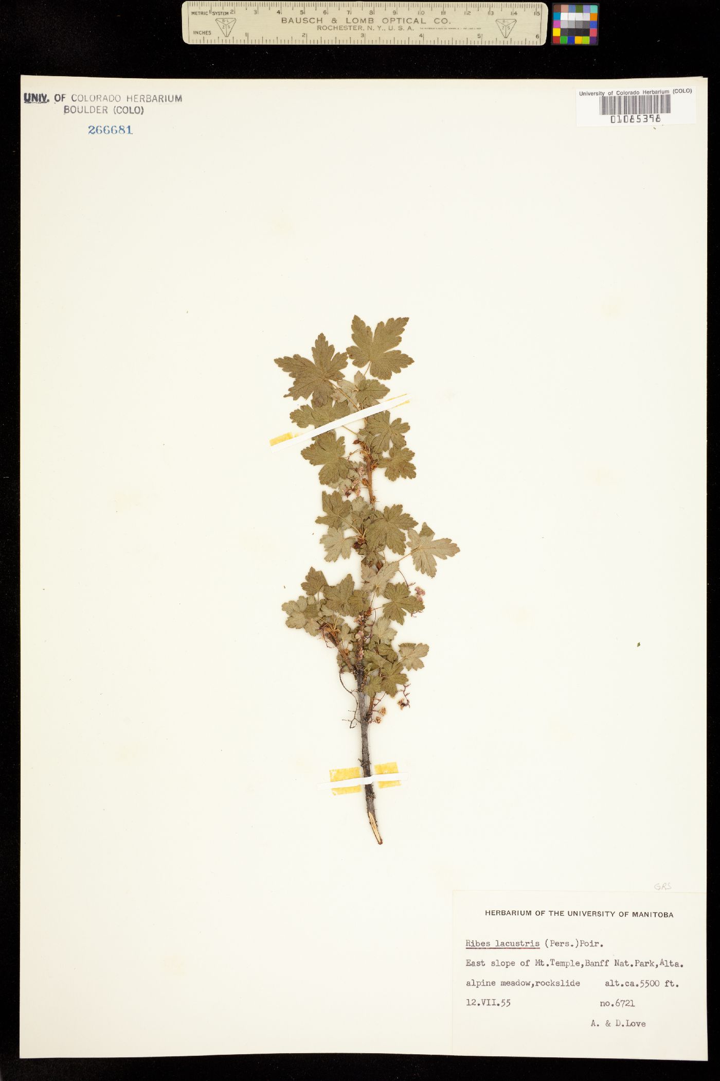 Ribes lacustre image