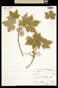 Ribes laxiflorum image