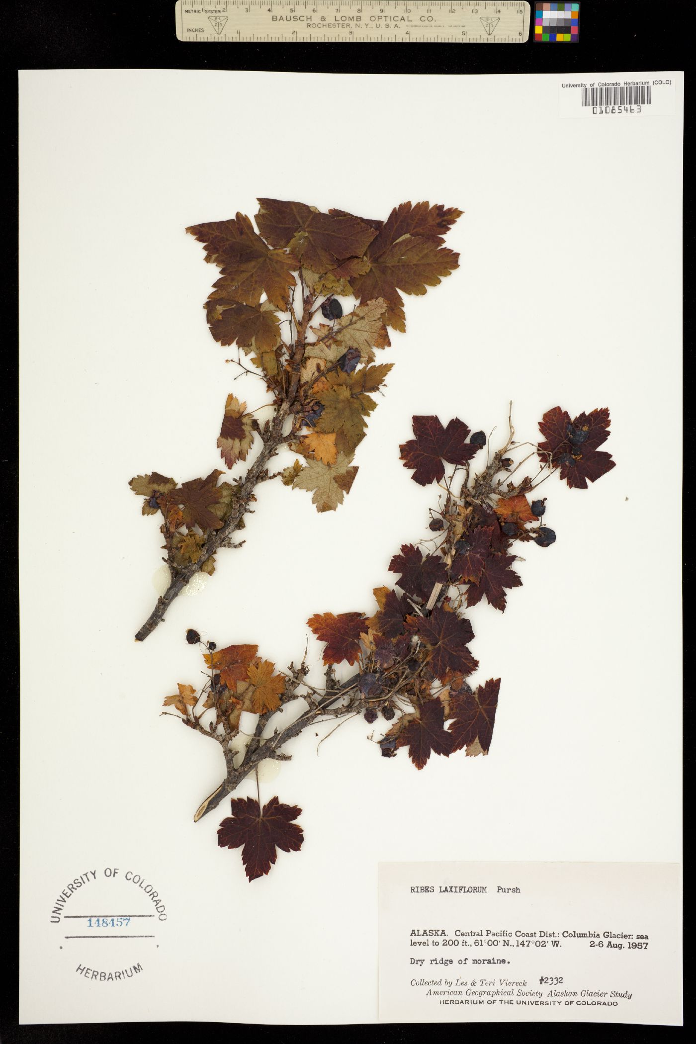 Ribes laxiflorum image