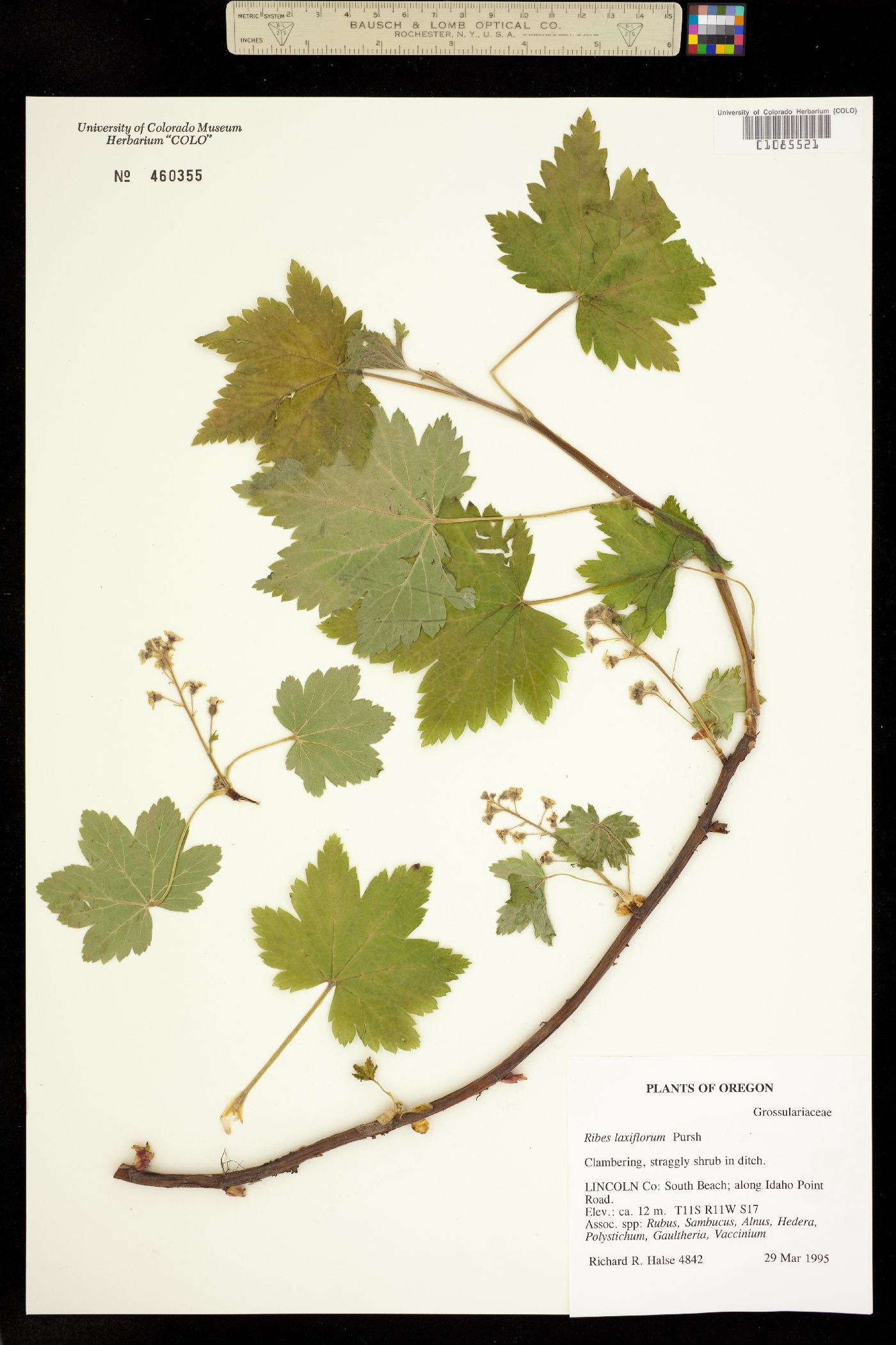 Ribes laxiflorum image