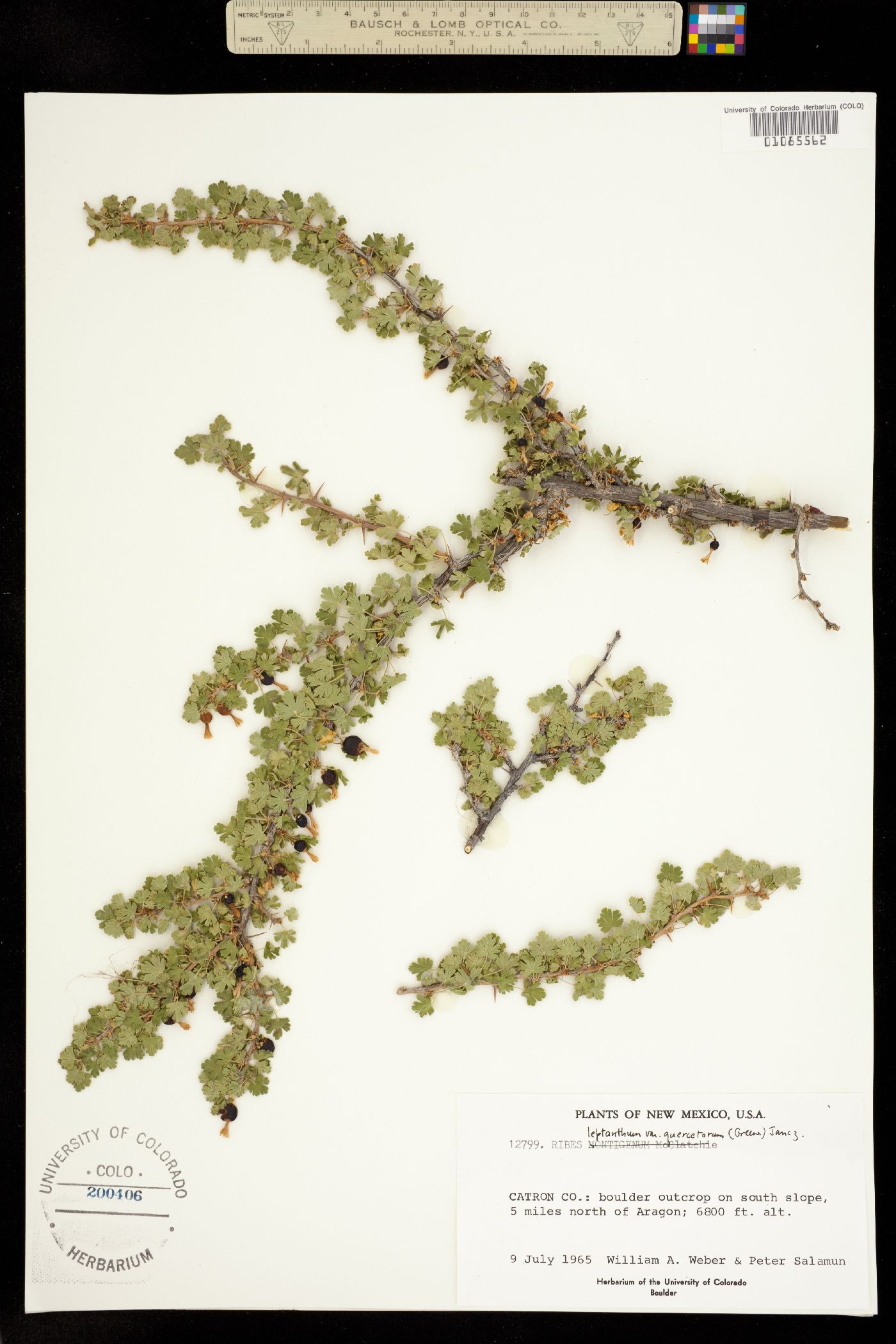 Ribes leptanthum image