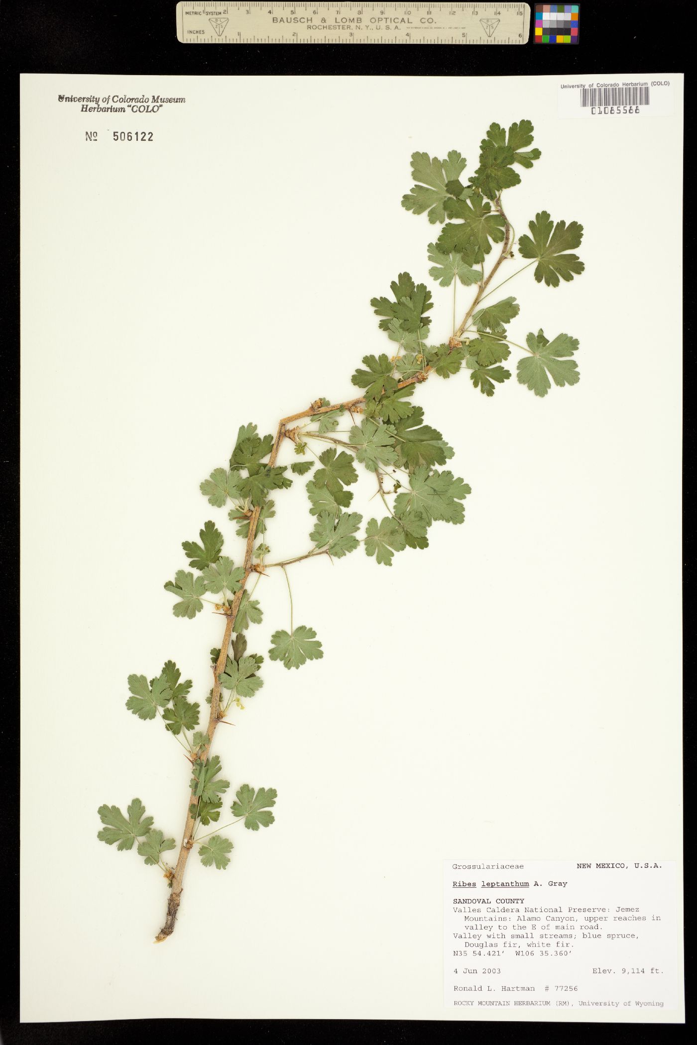 Ribes leptanthum image