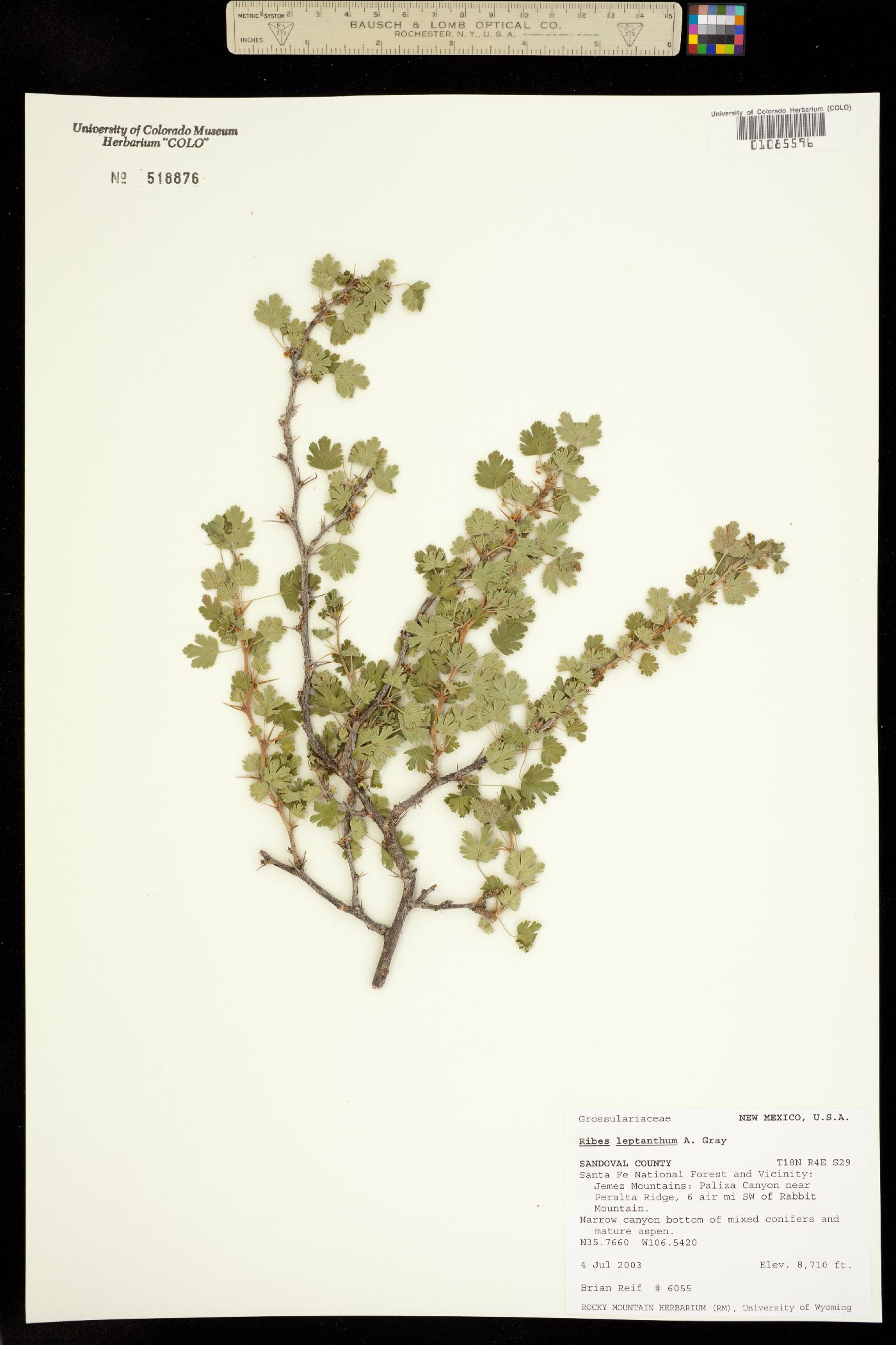 Ribes leptanthum image