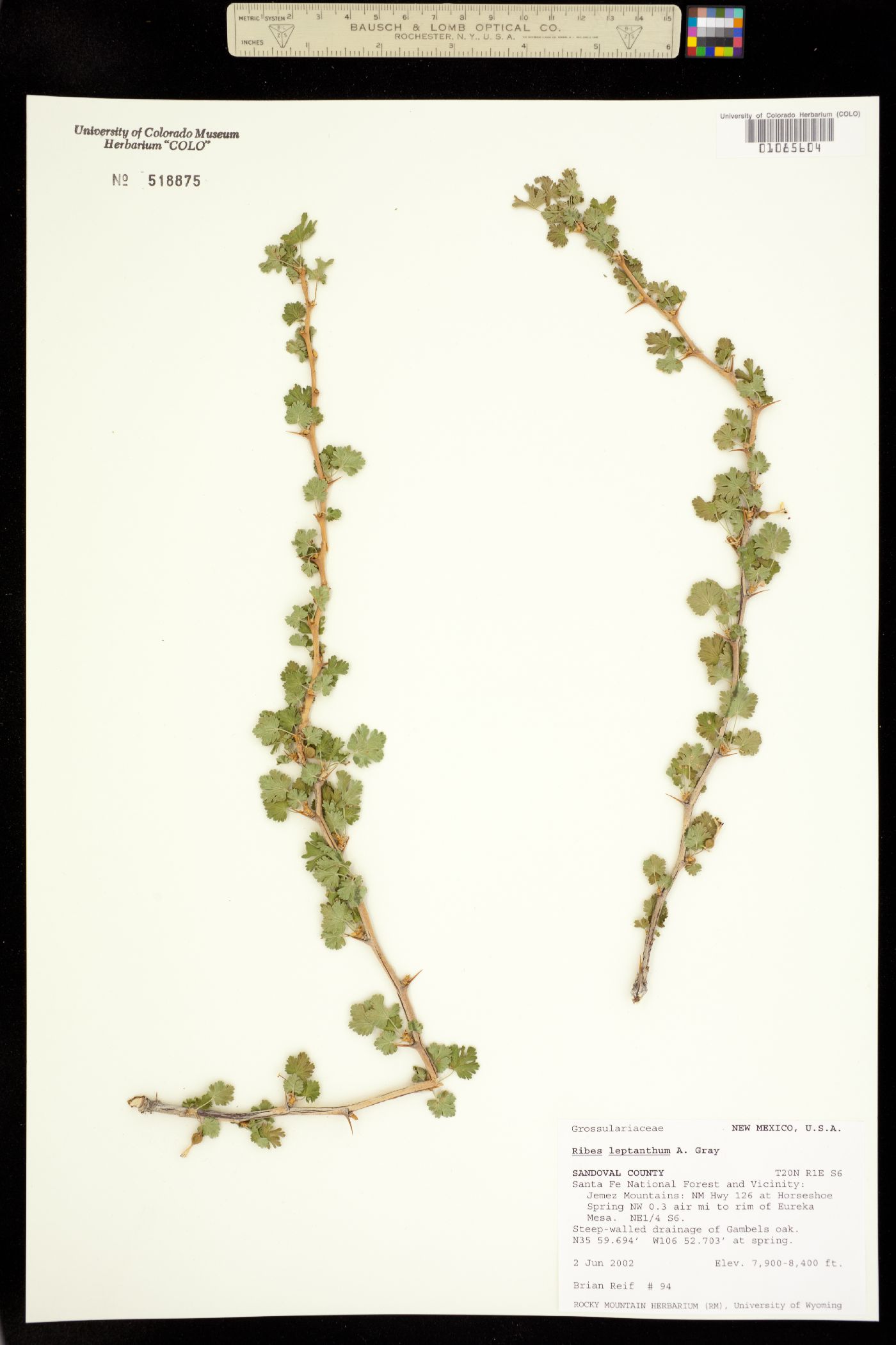 Ribes leptanthum image