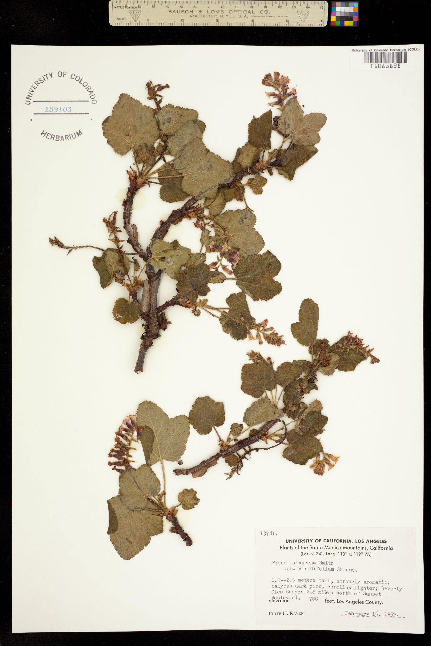 Ribes malvaceum image