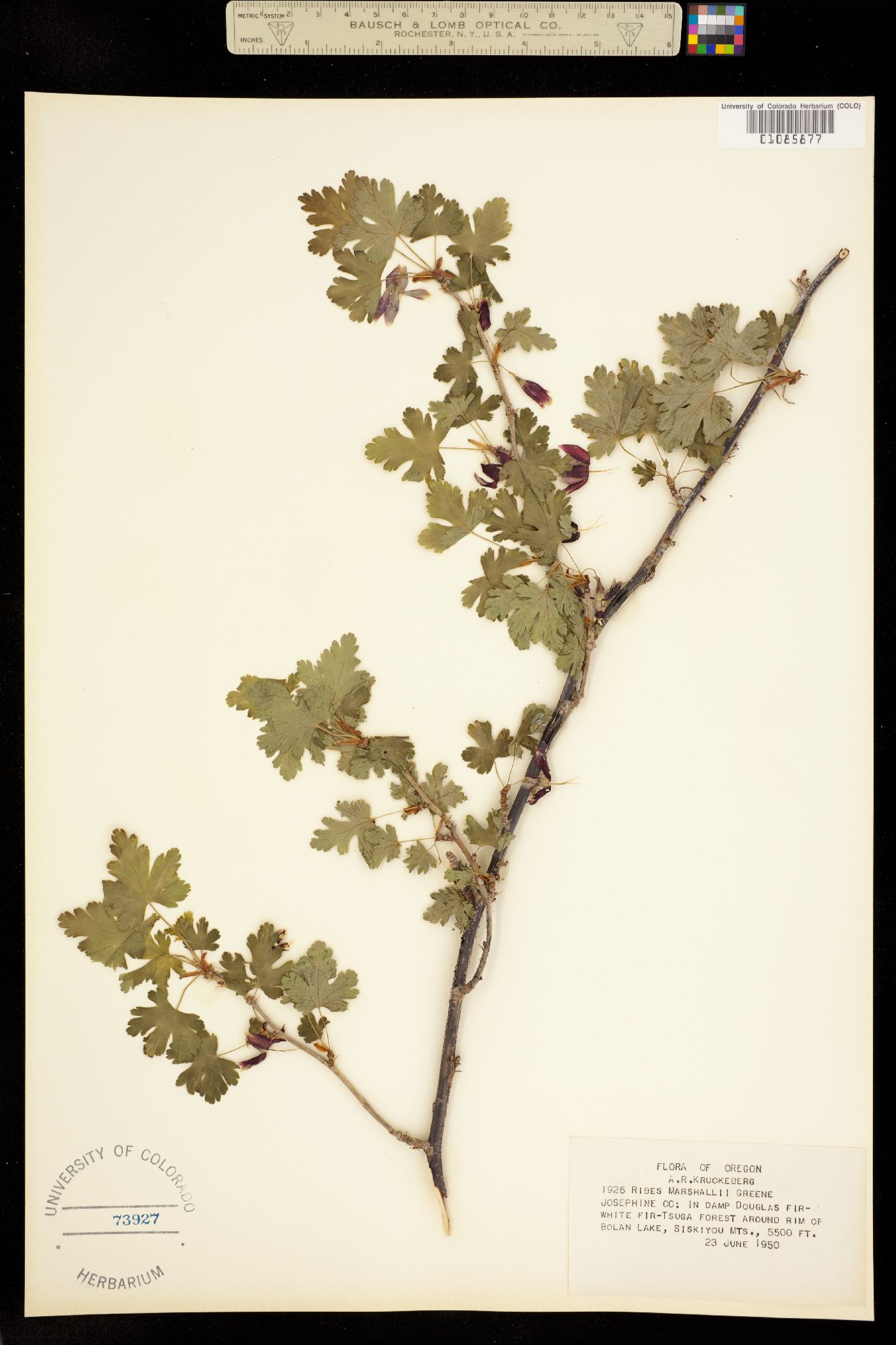 Ribes marshallii image