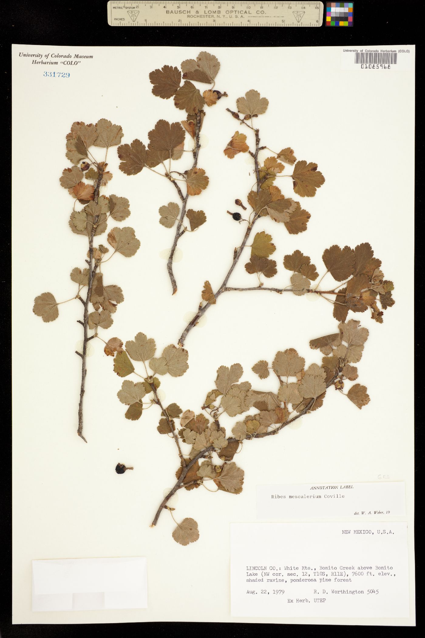 Ribes mescalerium image