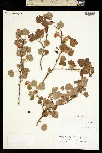 Image of Ribes mescalerium