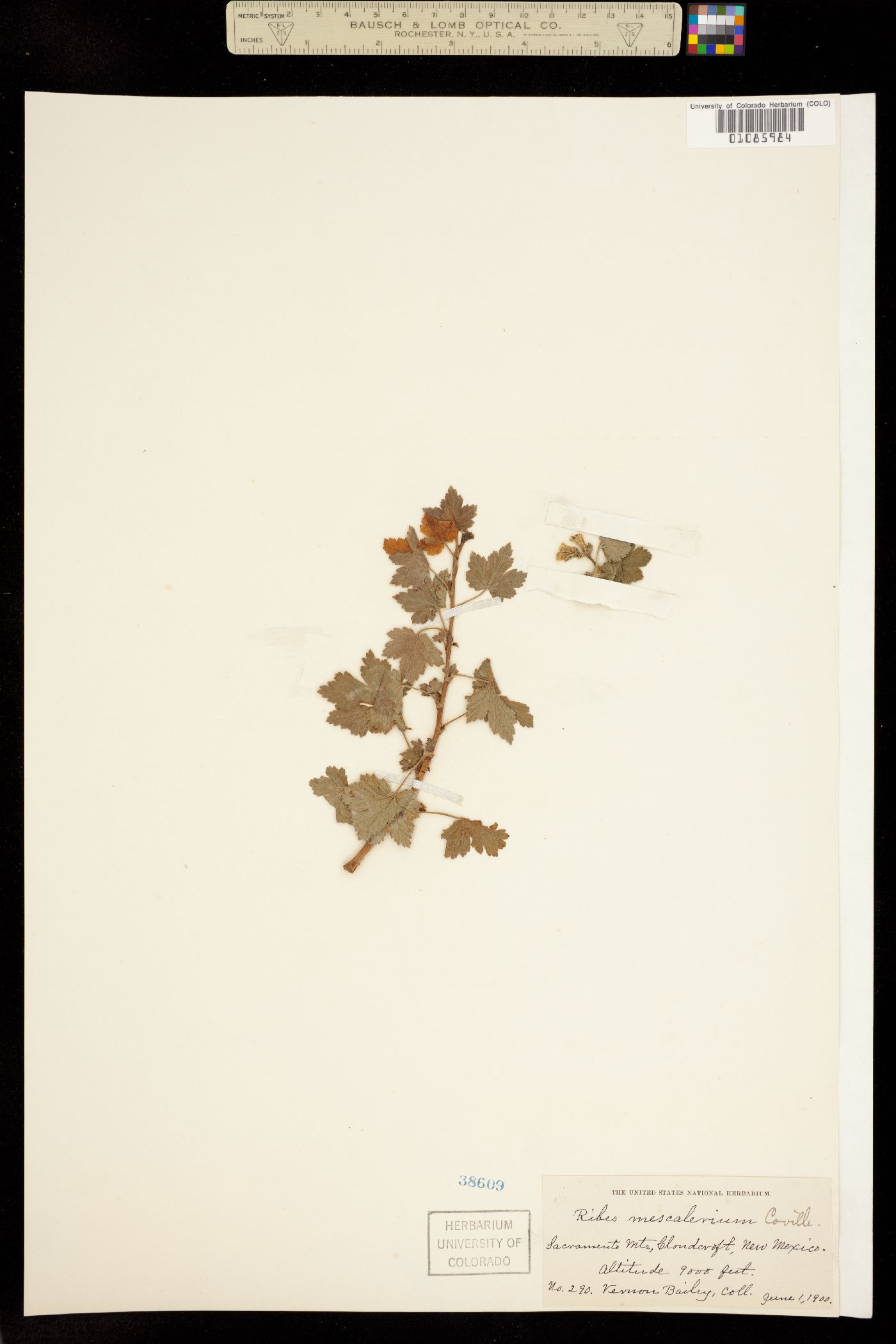 Ribes mescalerium image