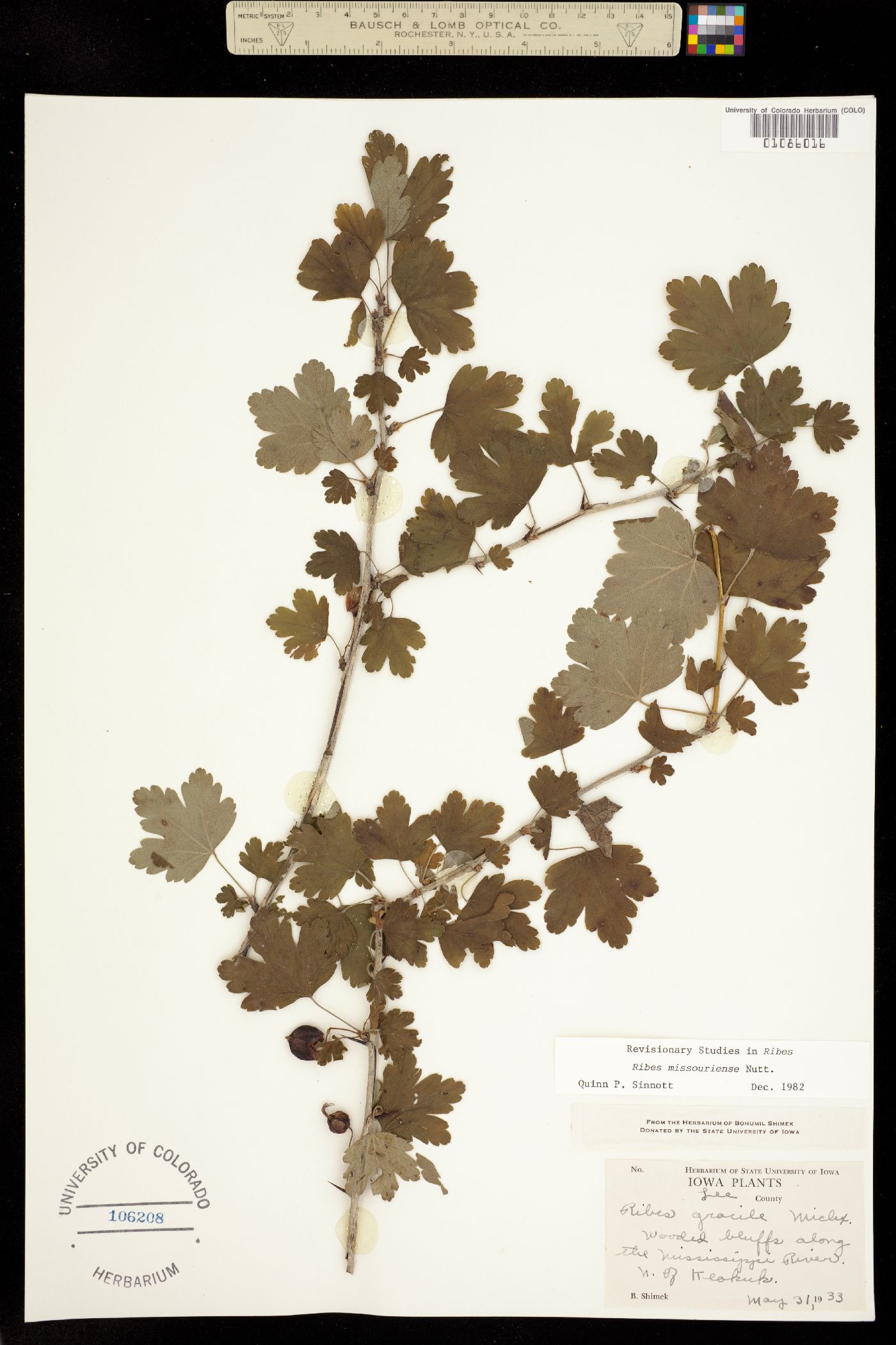 Ribes missouriense image