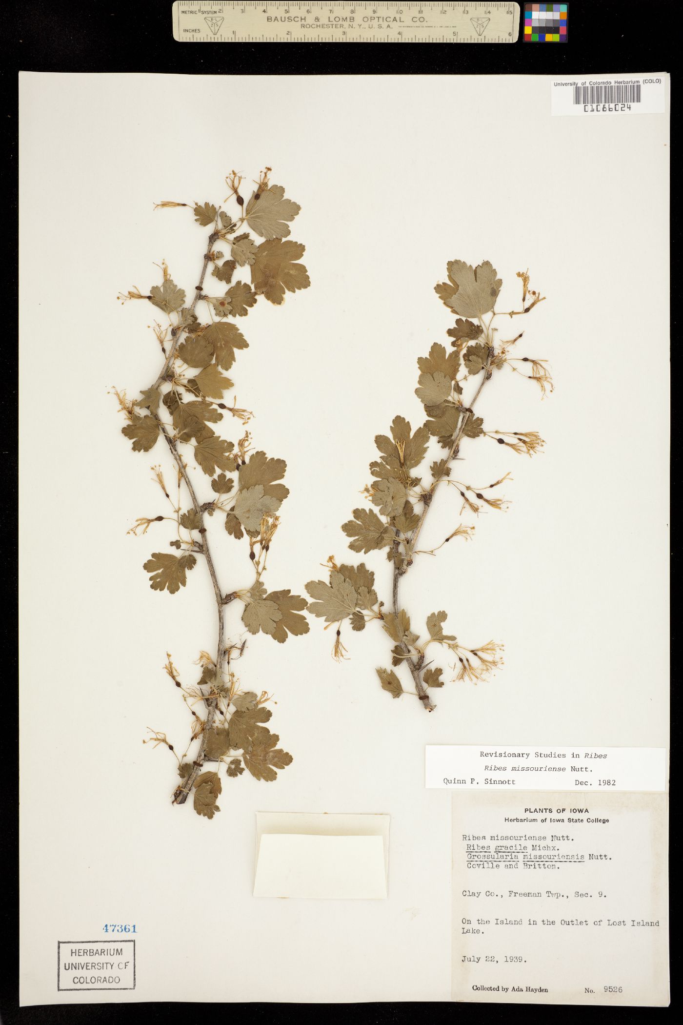 Ribes missouriense image