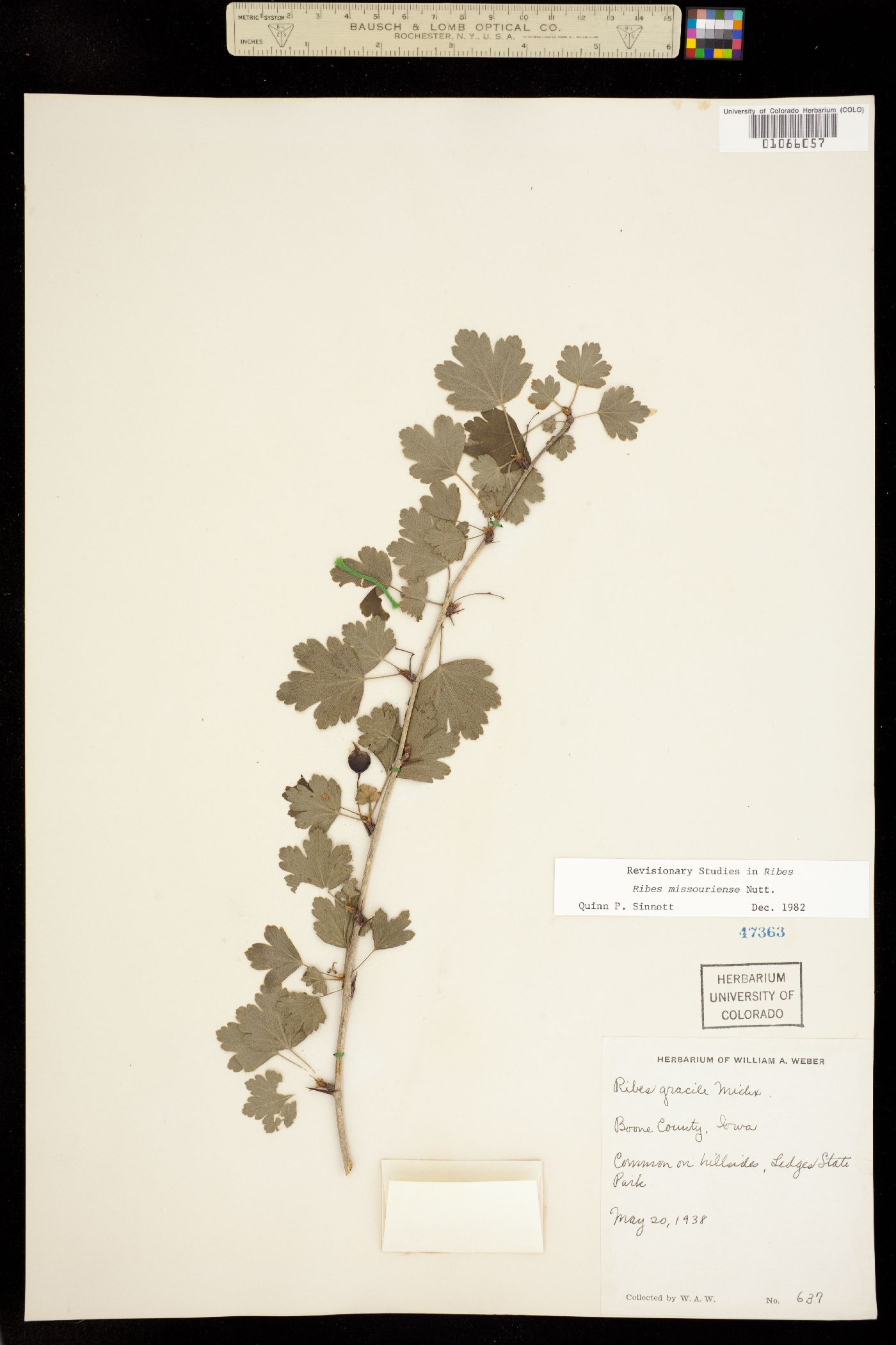 Ribes missouriense image
