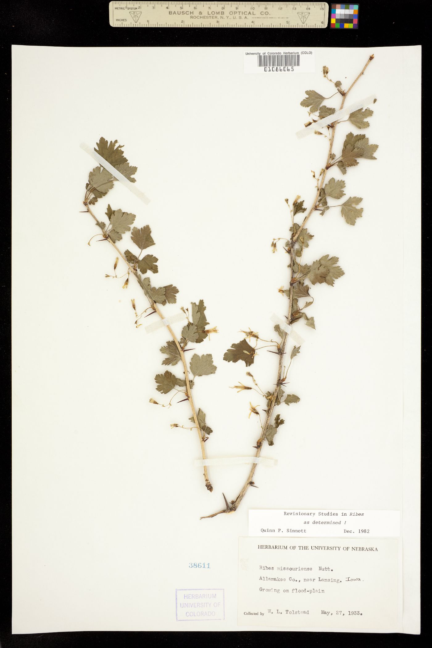 Ribes missouriense image