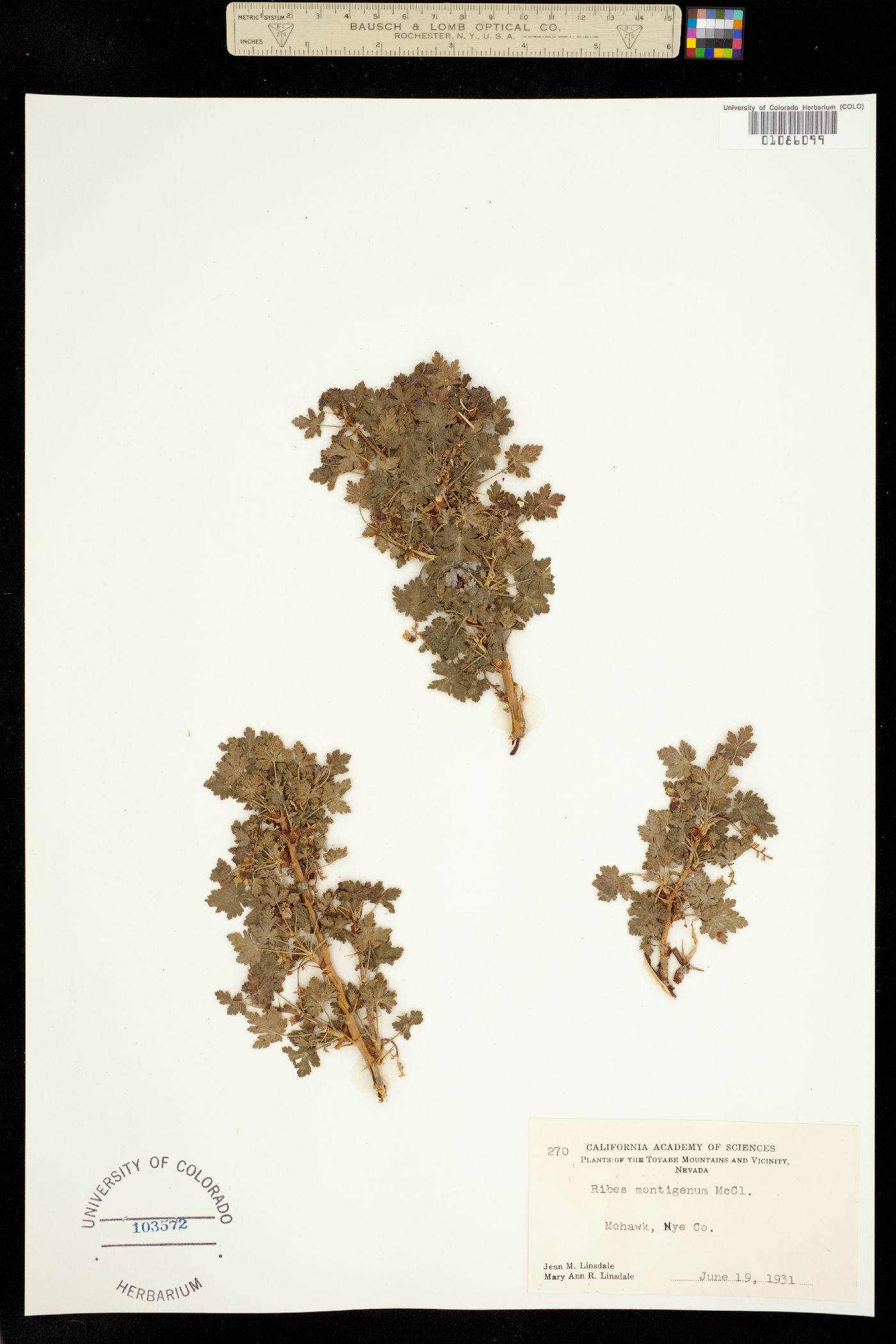 Ribes montigenum image