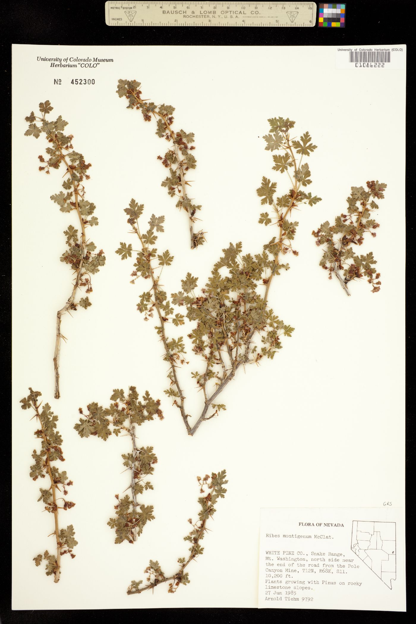Ribes montigenum image