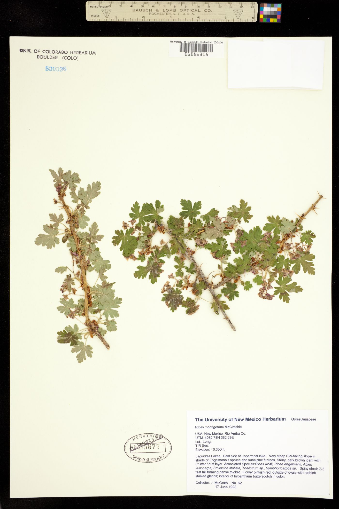 Ribes montigenum image
