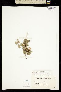 Image of Ribes odoratum