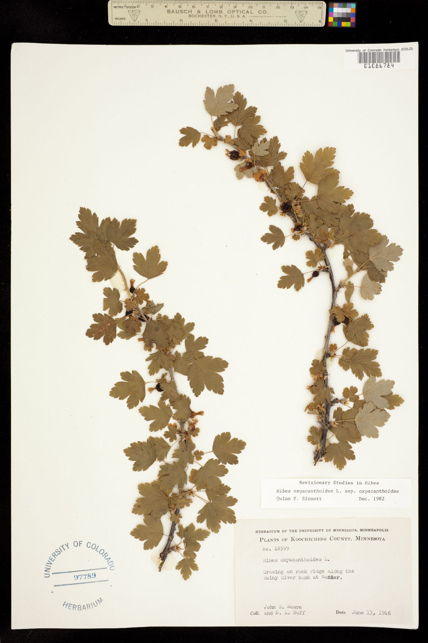 Ribes oxyacanthoides image