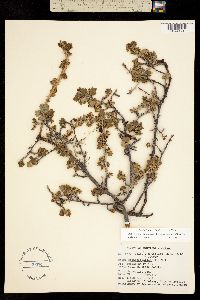 Ribes oxyacanthoides image
