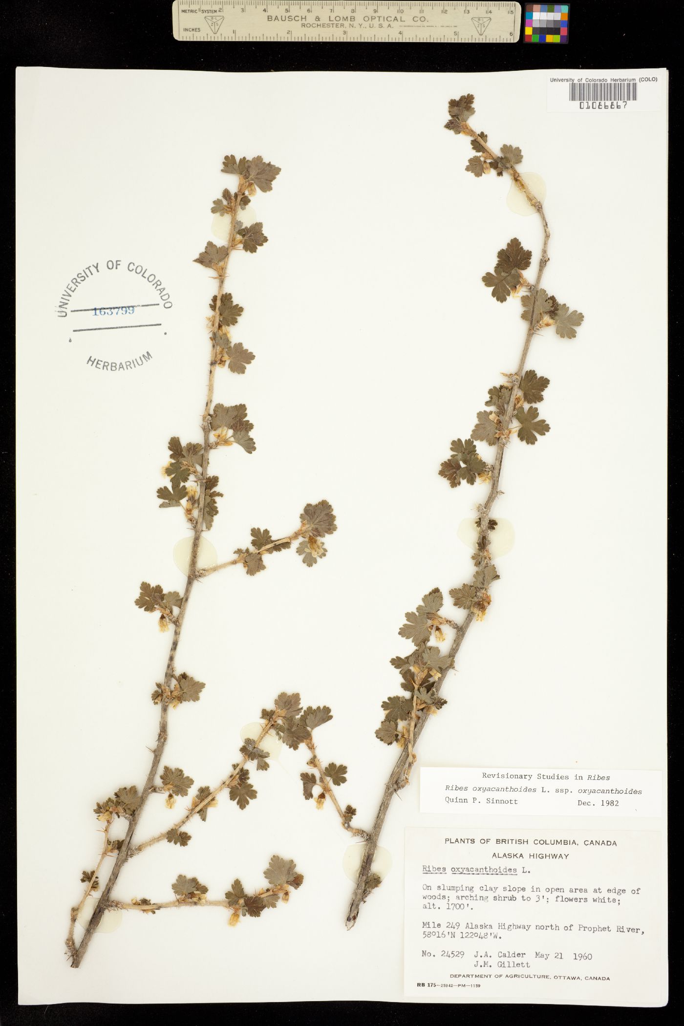 Ribes oxyacanthoides image