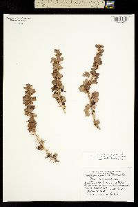 Ribes oxyacanthoides subsp. setosum image