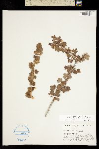 Ribes oxyacanthoides subsp. setosum image