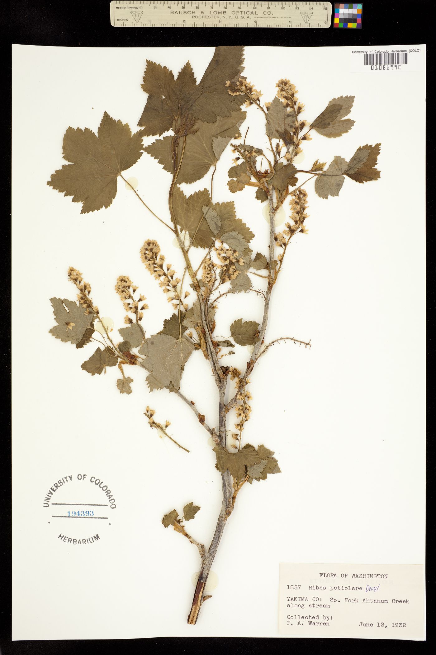 Ribes hudsonianum image