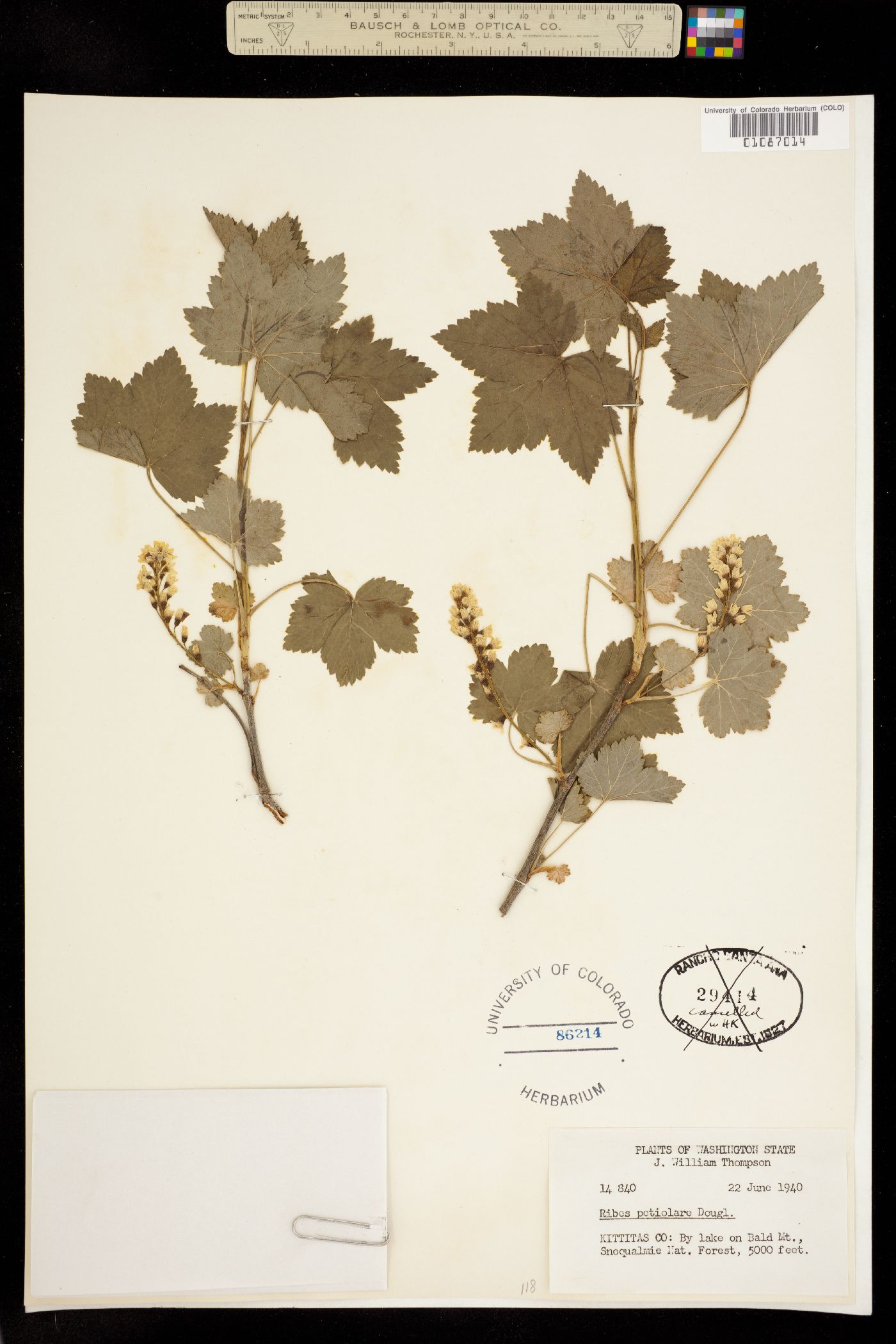 Ribes hudsonianum image