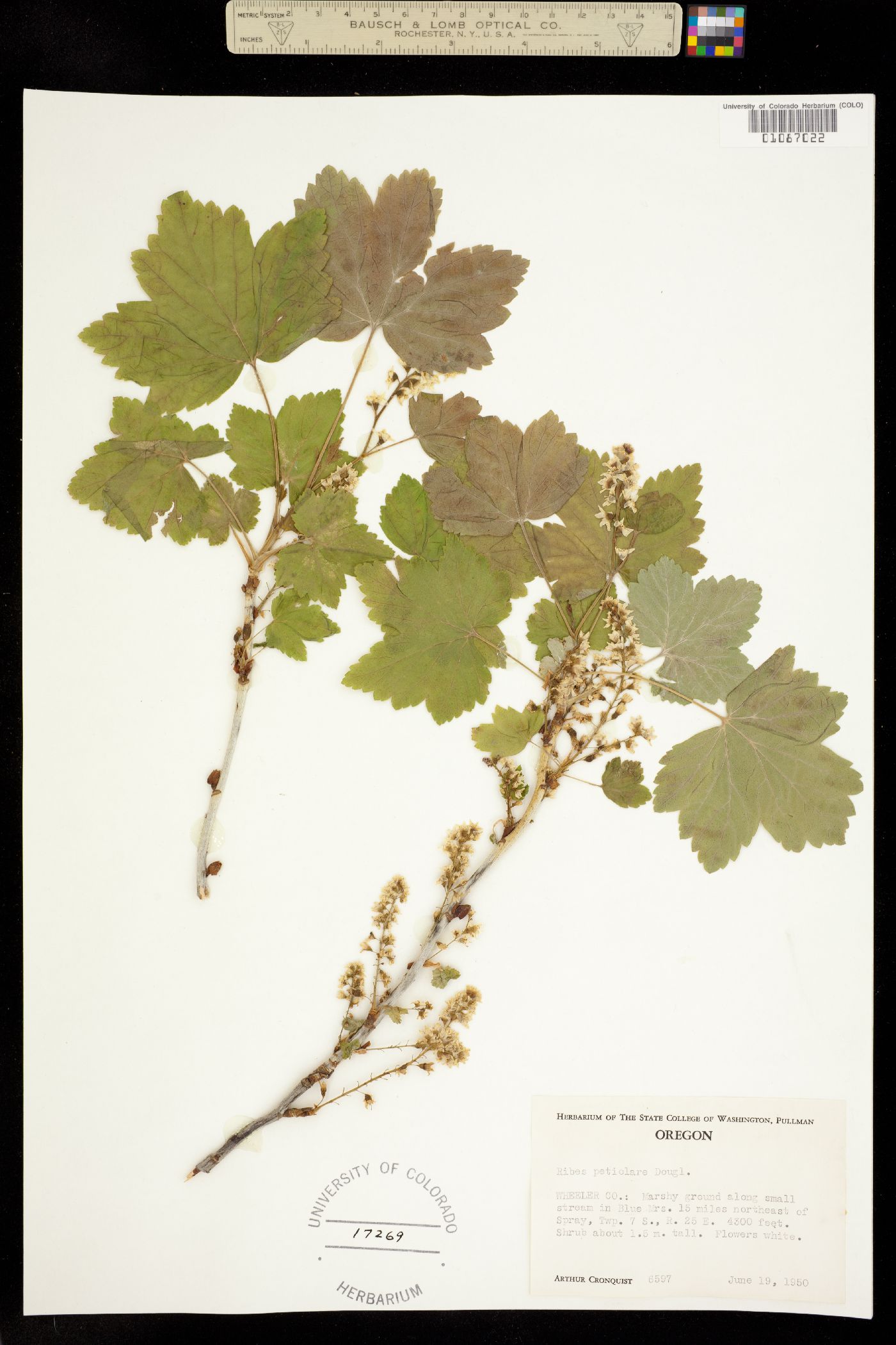 Ribes petiolare image