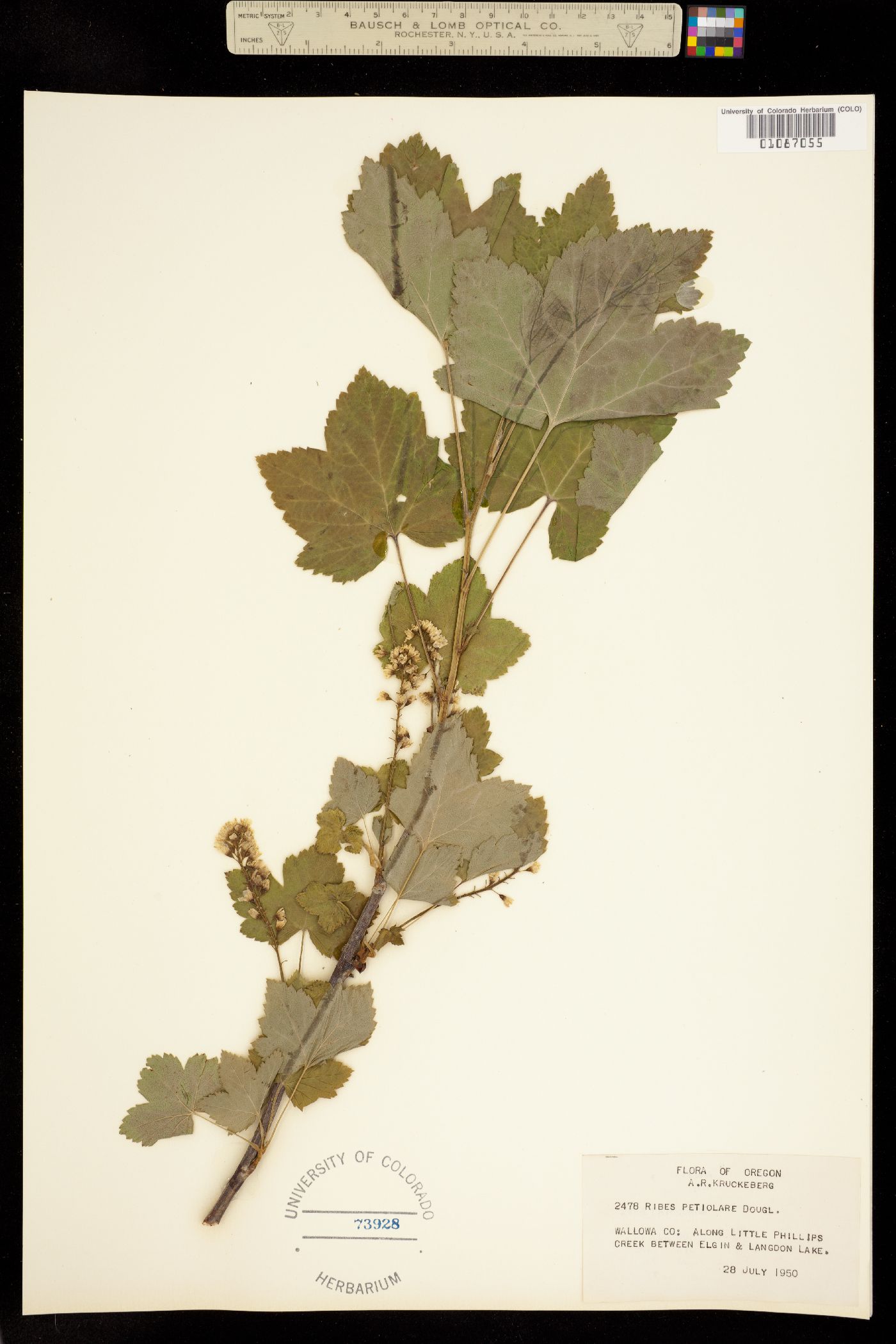 Ribes hudsonianum image