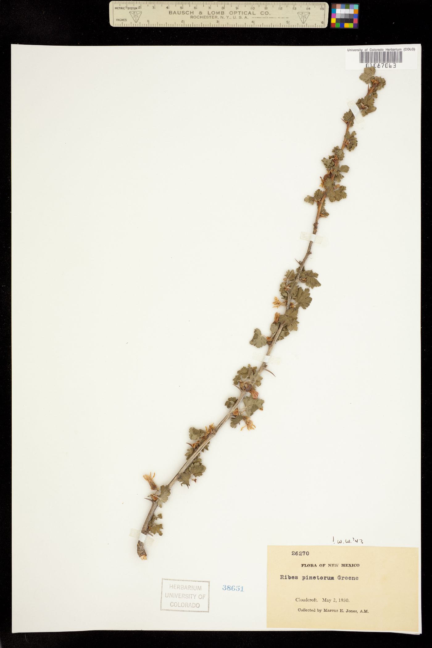 Ribes pinetorum image