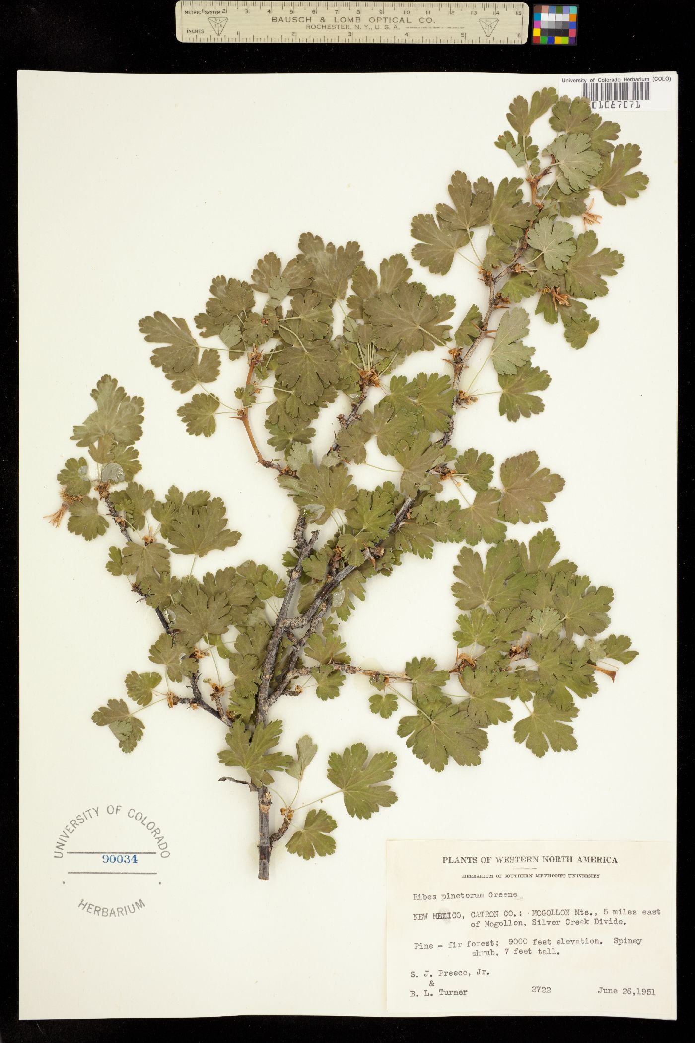 Ribes pinetorum image