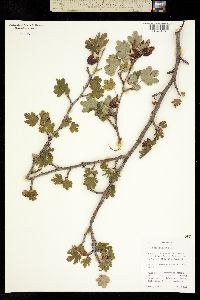 Ribes pinetorum image