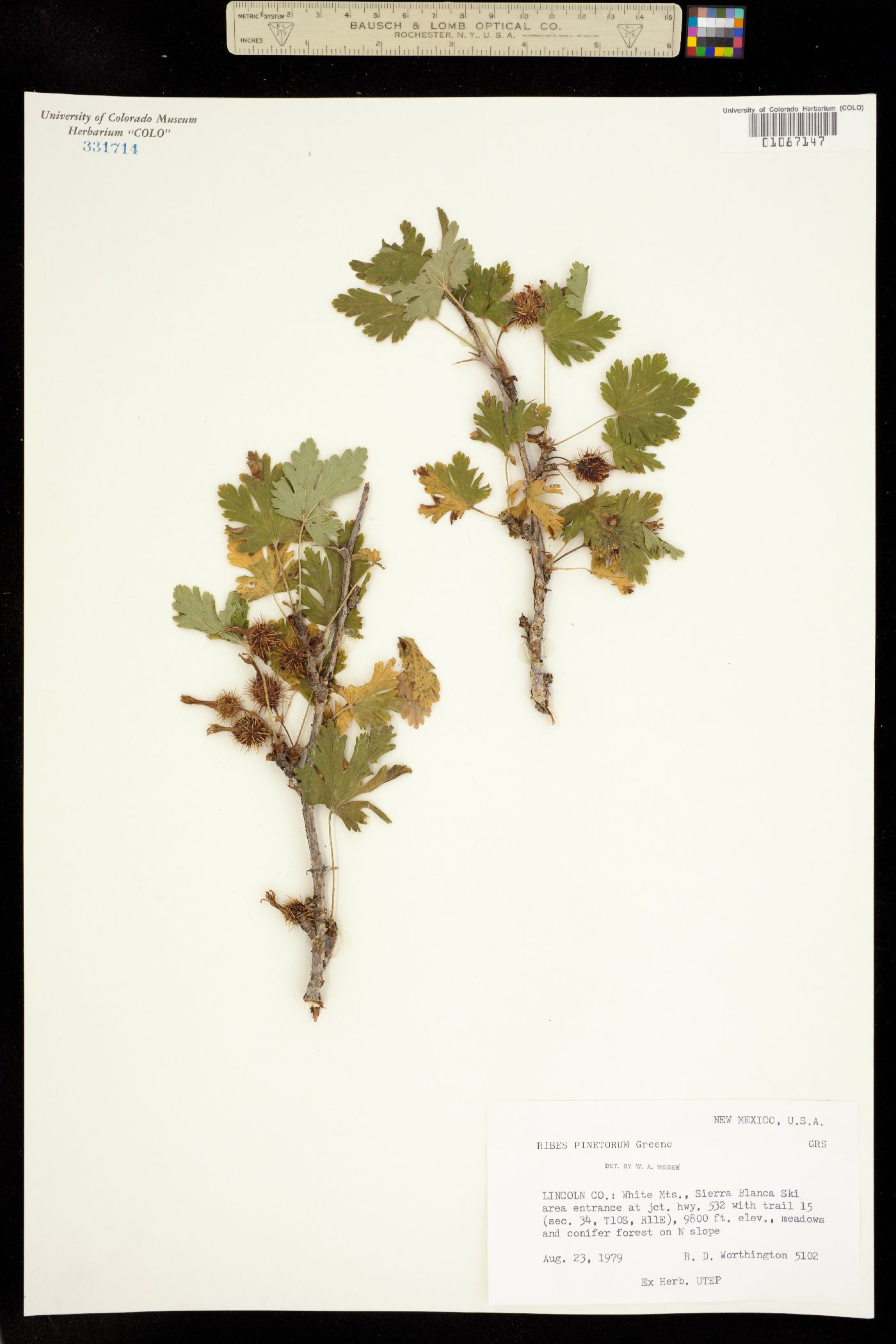 Ribes pinetorum image